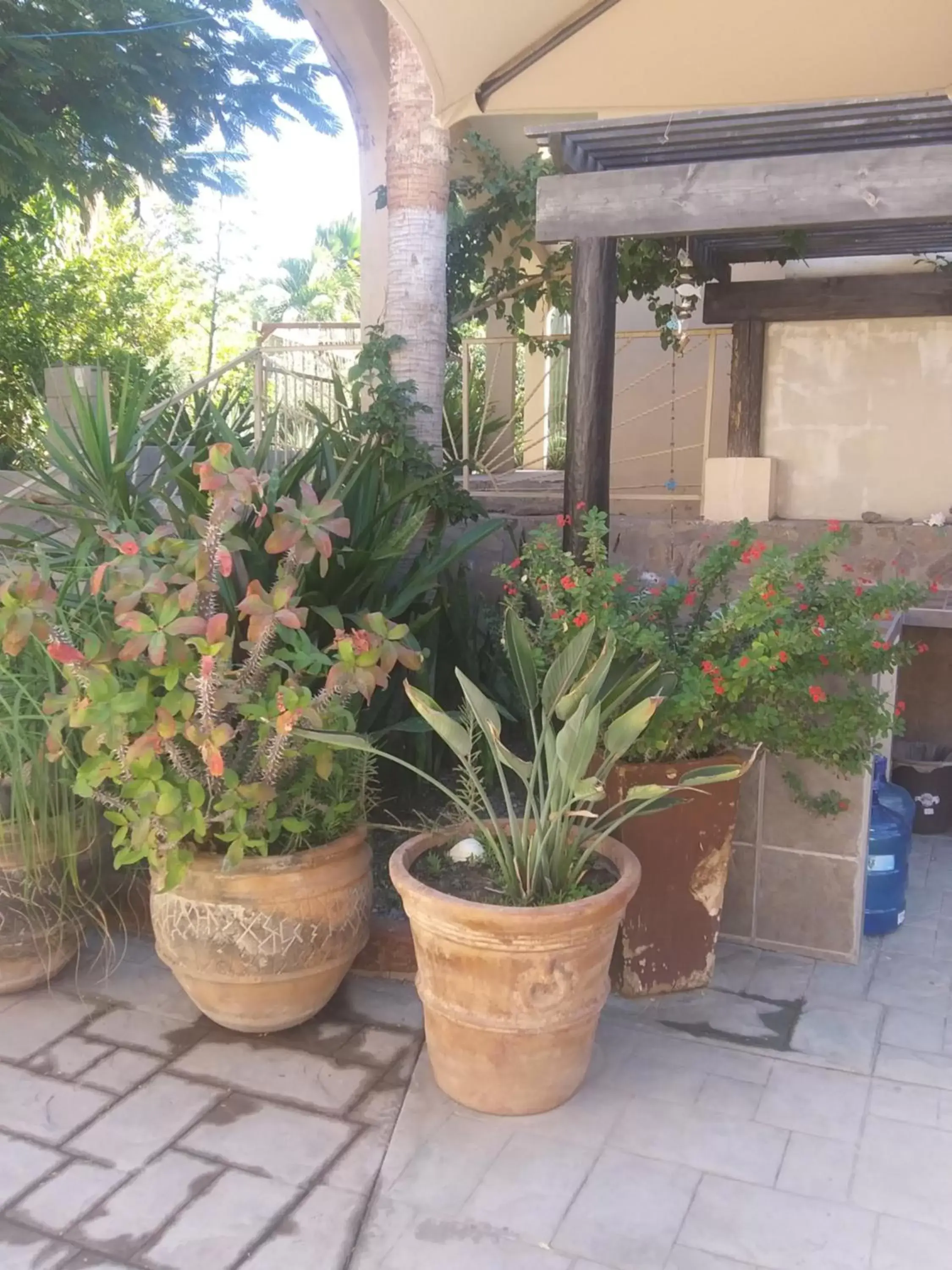 Garden in Coco Cabanas Loreto