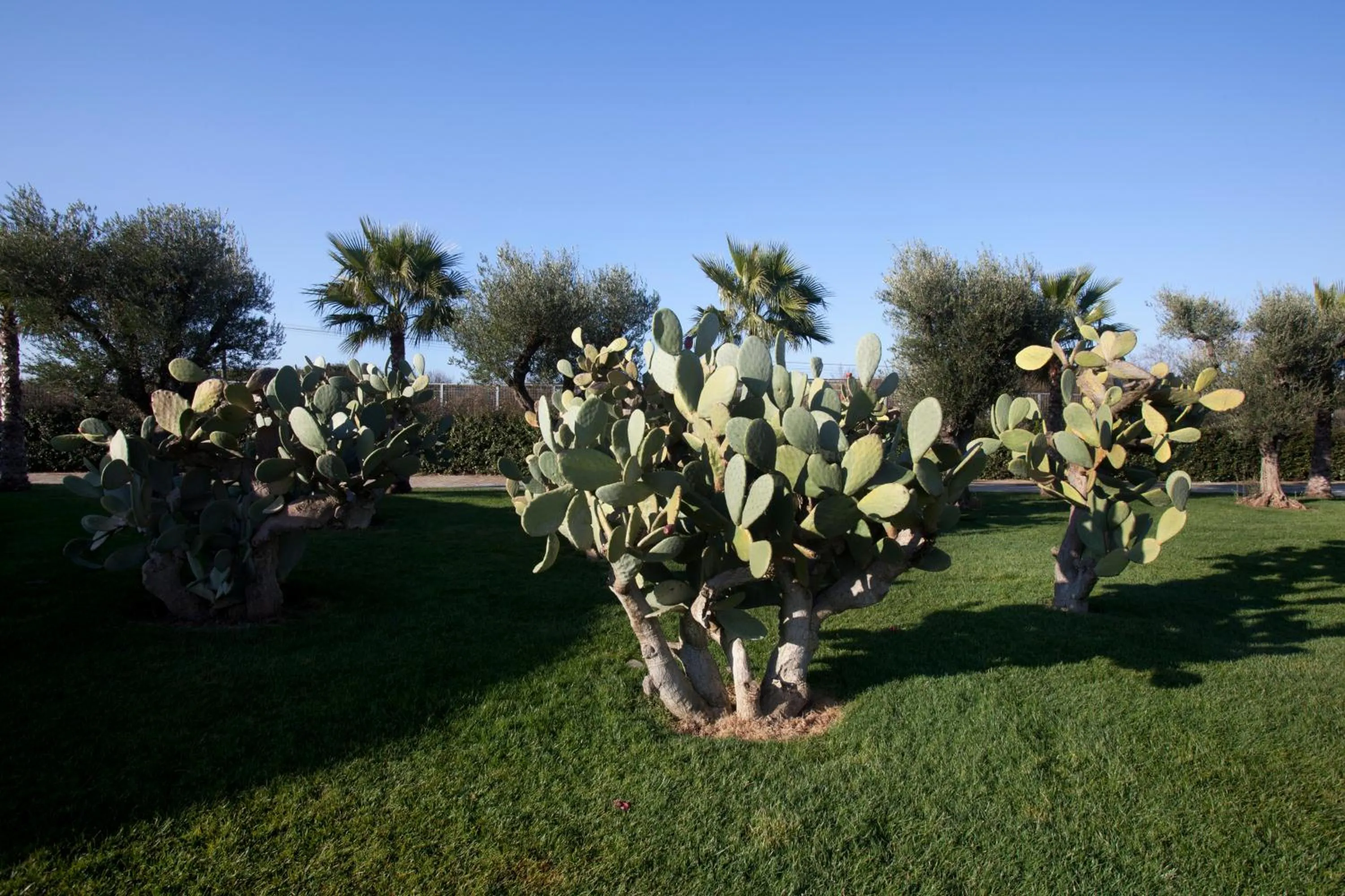 Garden in Arthotel & Park Lecce