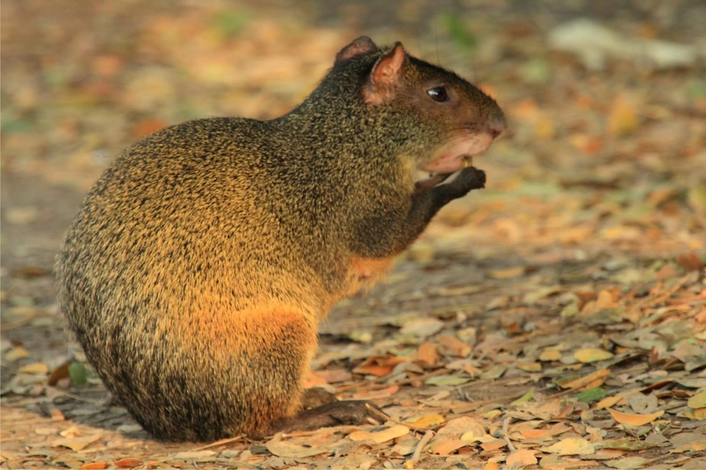 Animals in Hotel Cabanas