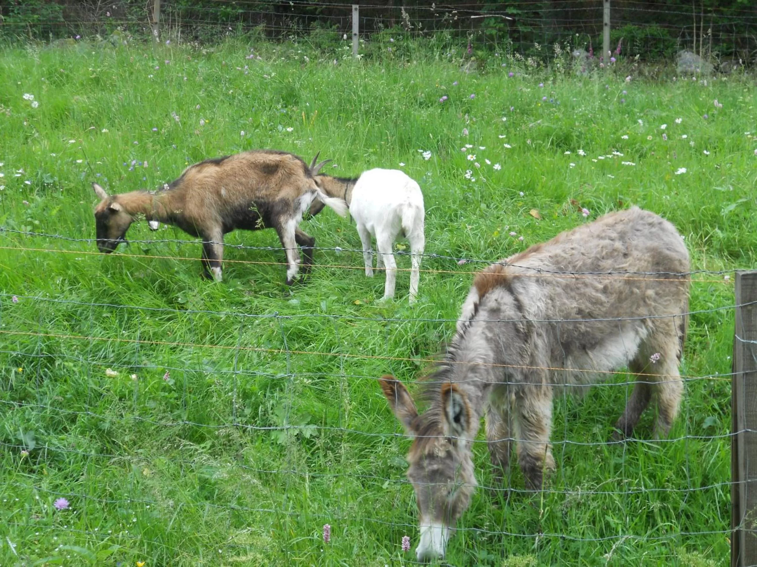 Animals in Auberge du Saut des Cuves