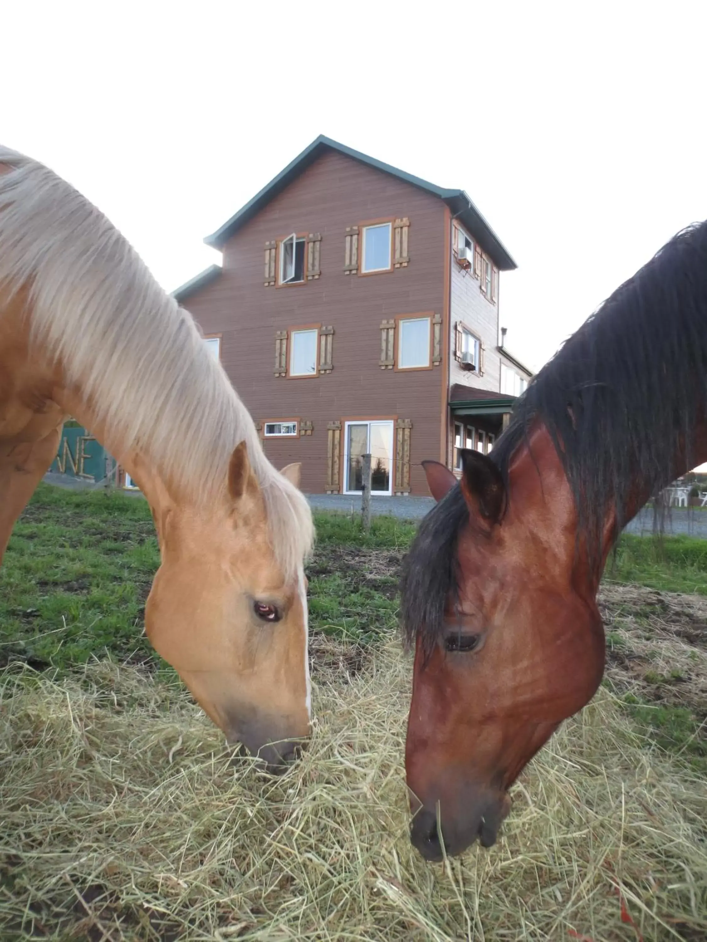 Facade/entrance, Other Animals in Le Gîte Ambrelane