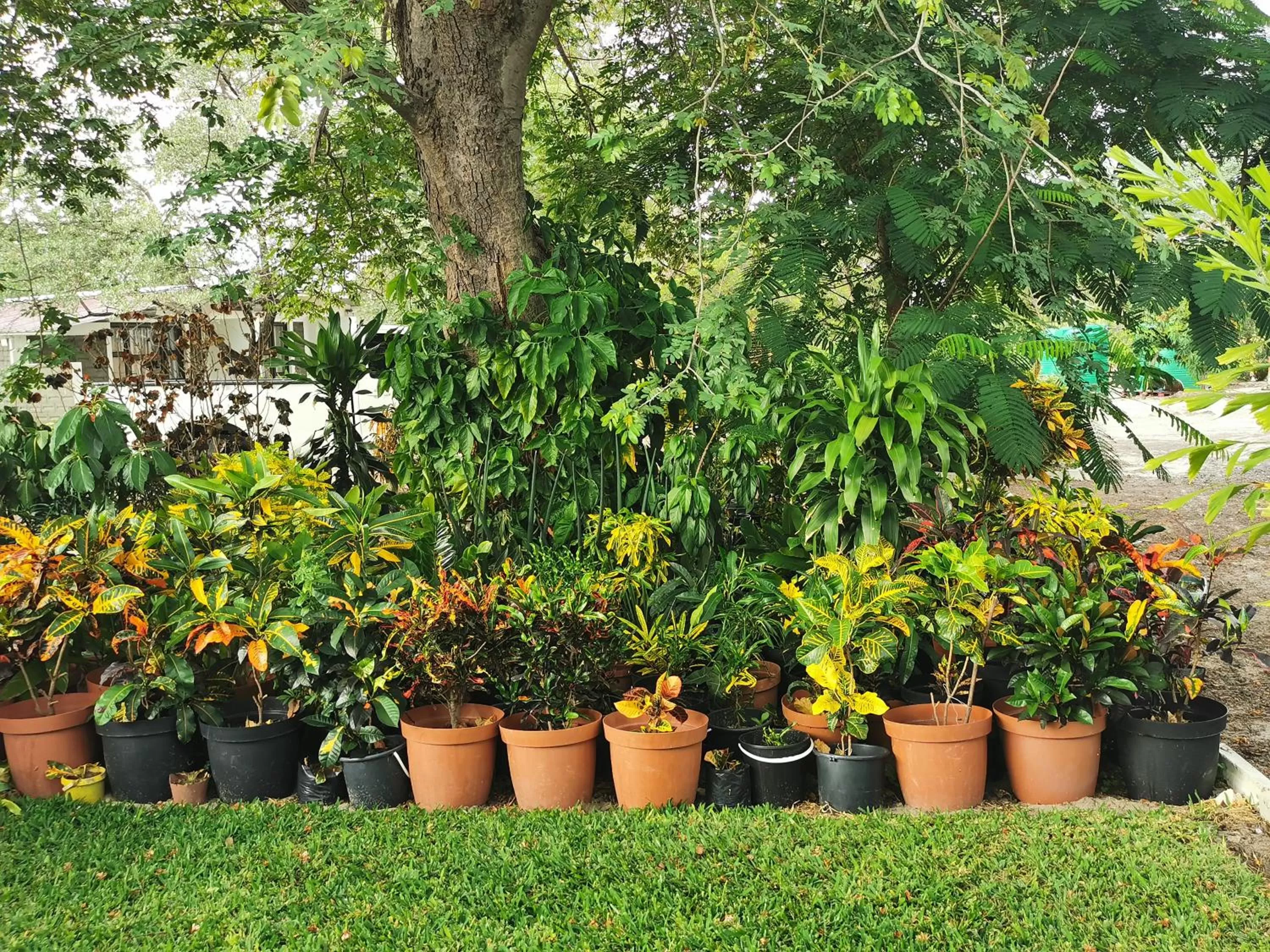Garden in Happy Forest B&B