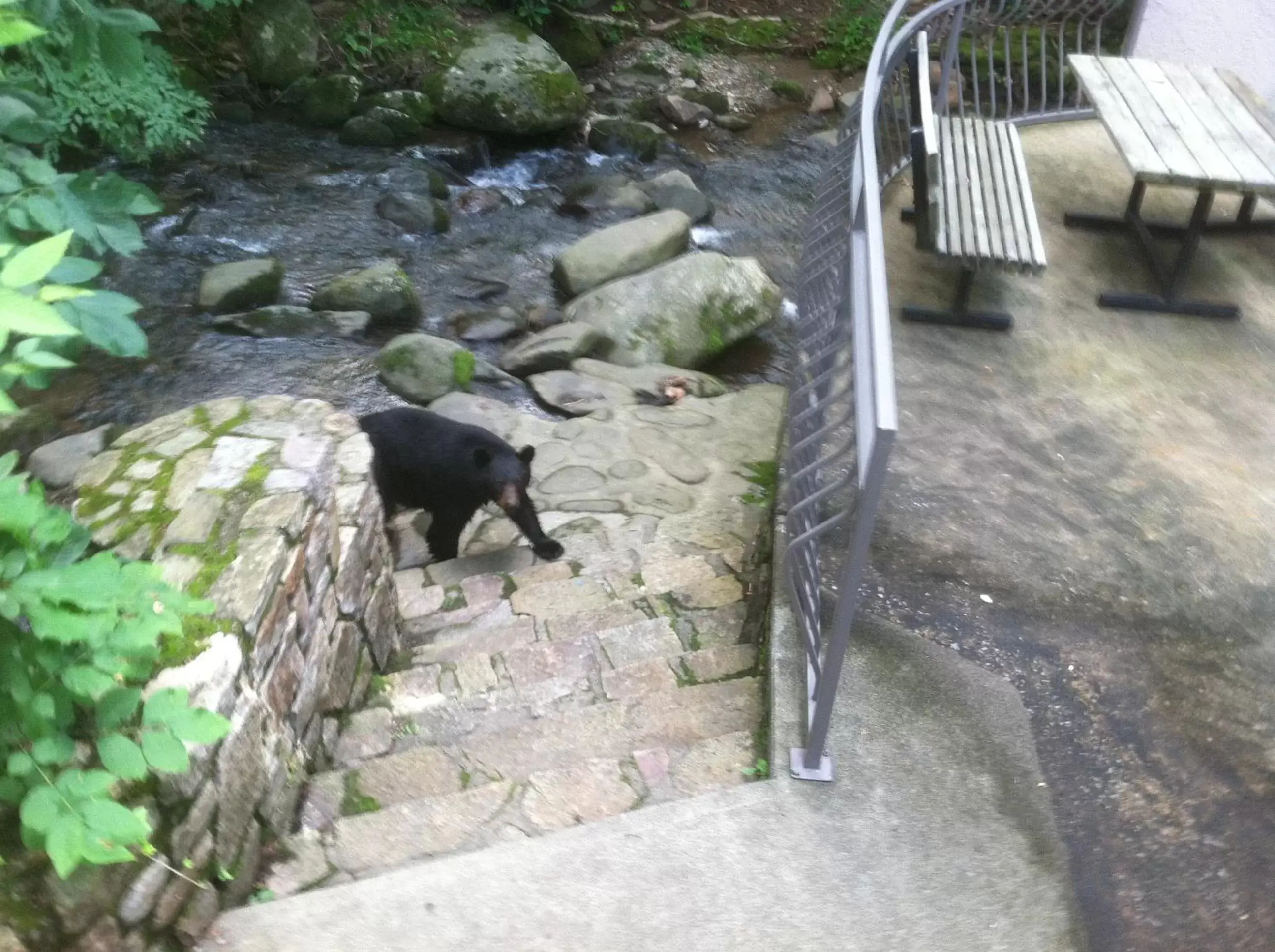 Balcony/Terrace, Other Animals in Sidney James Mountain Lodge