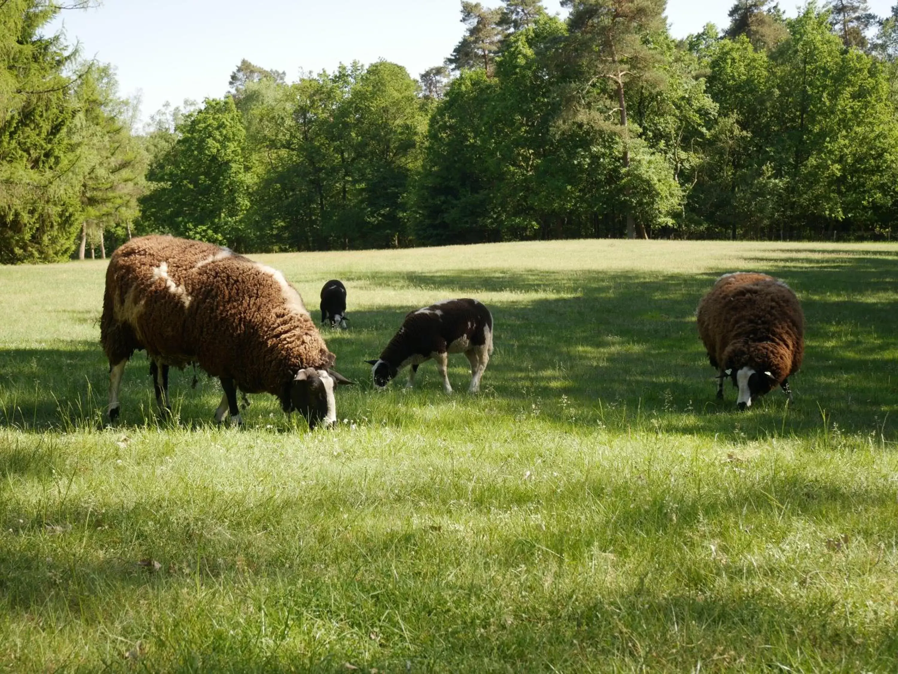 Off site, Other Animals in Hotel Pegasus