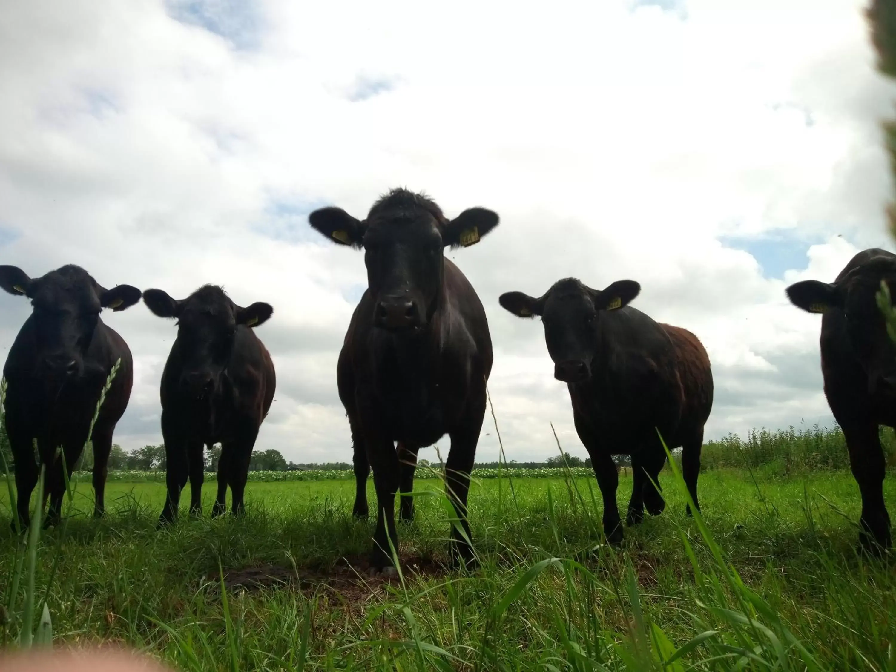 View (from property/room), Other Animals in B&B In de Wei