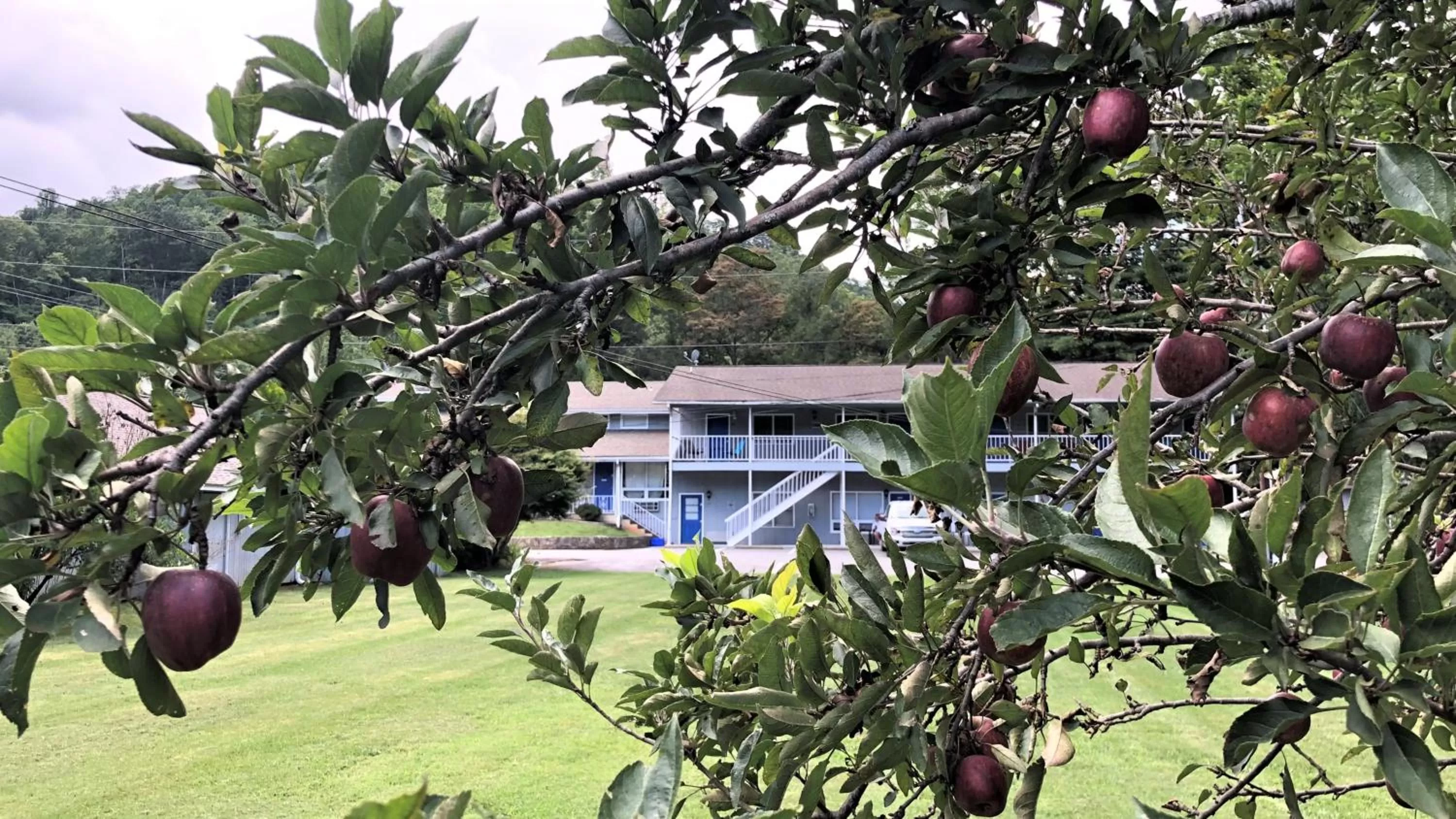 Garden, Property Building in Meadowlark Motel with Restaurant & Bar