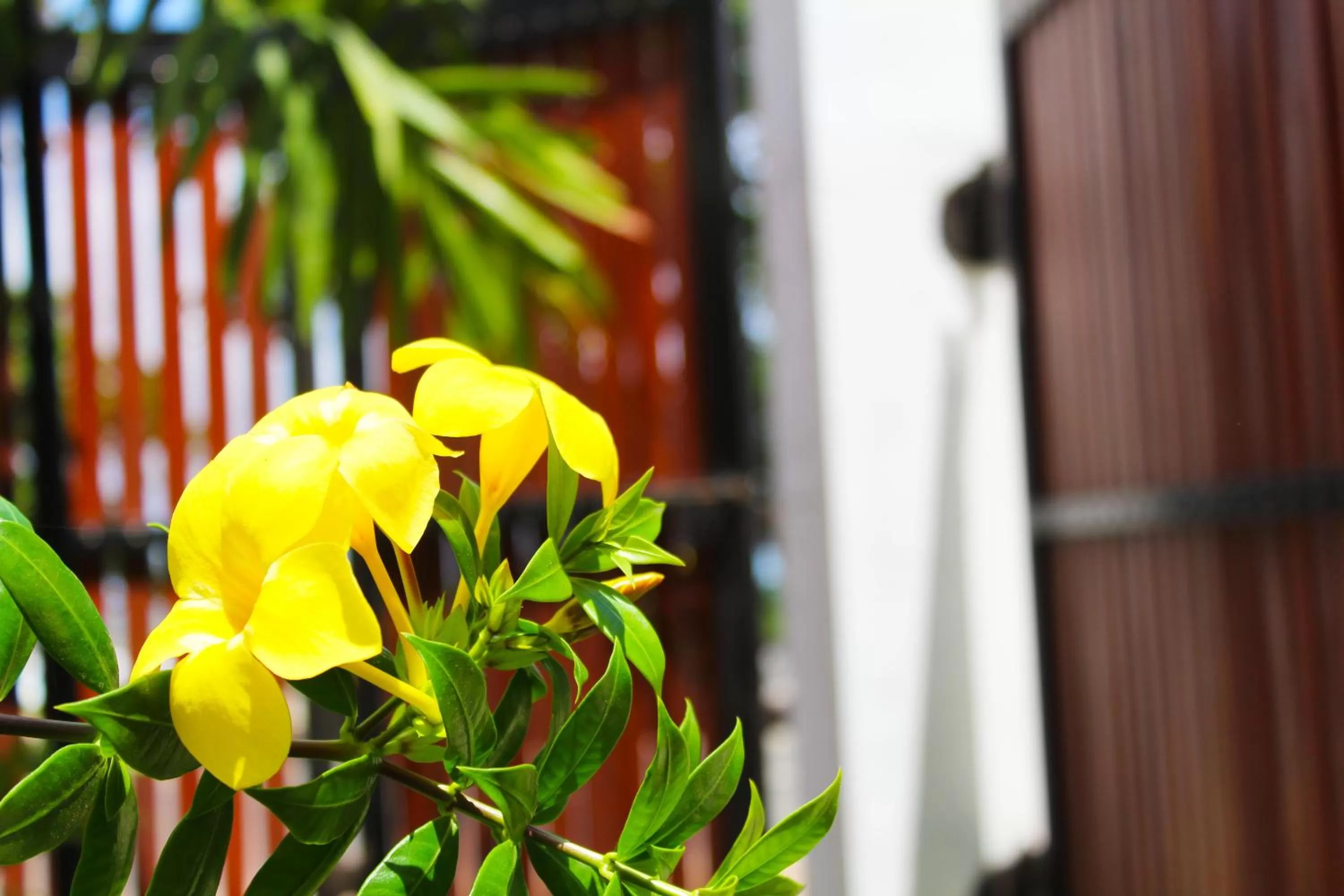 Garden in Surasa Beach Resort