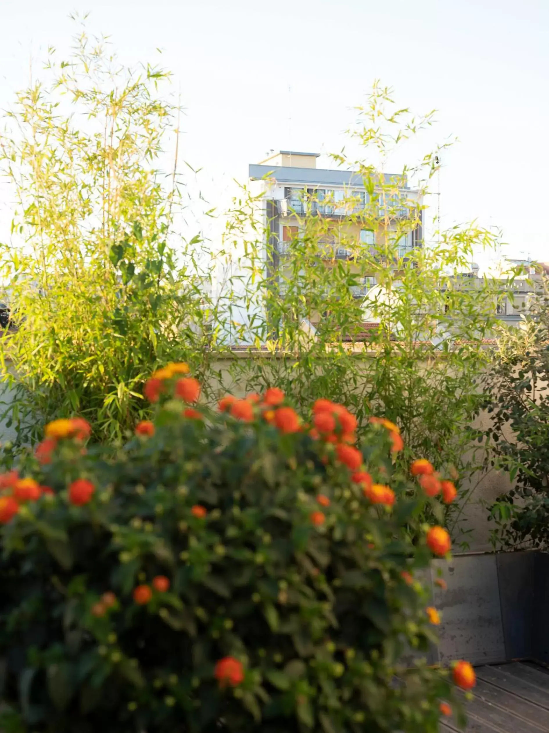 Garden in Imago Plus Hotel