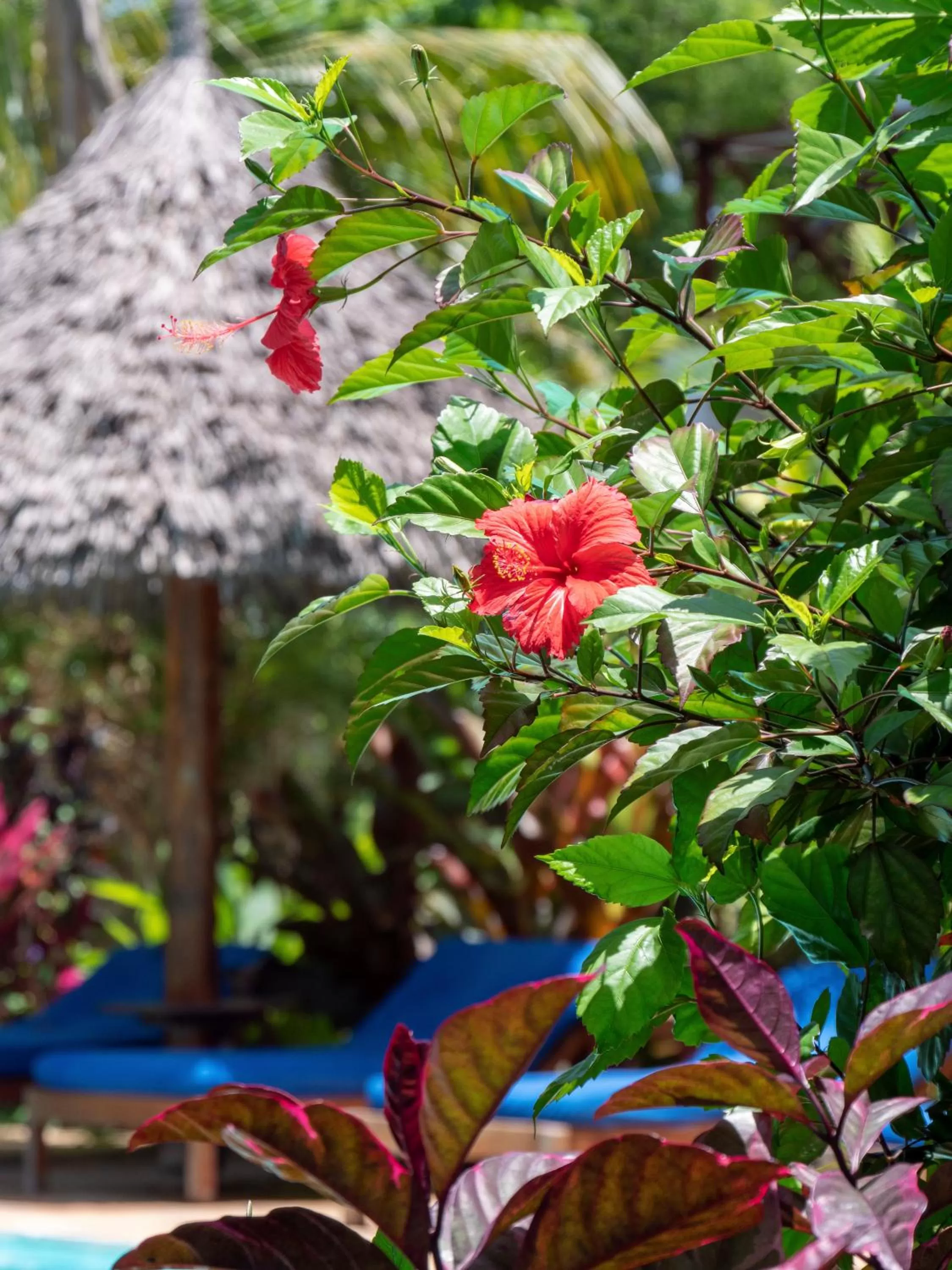 Garden in Aluna Nungwi