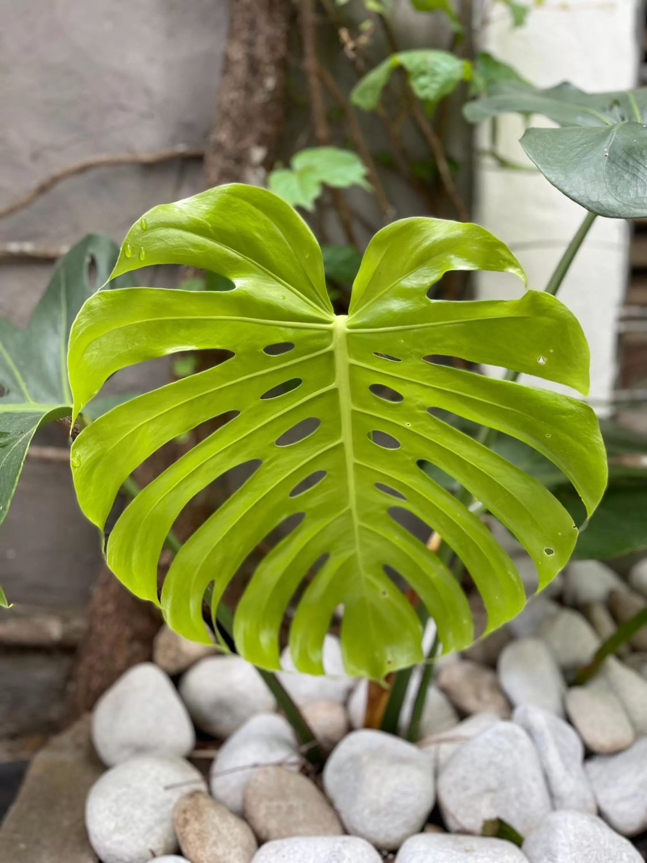 Patio in Le Petit Palais