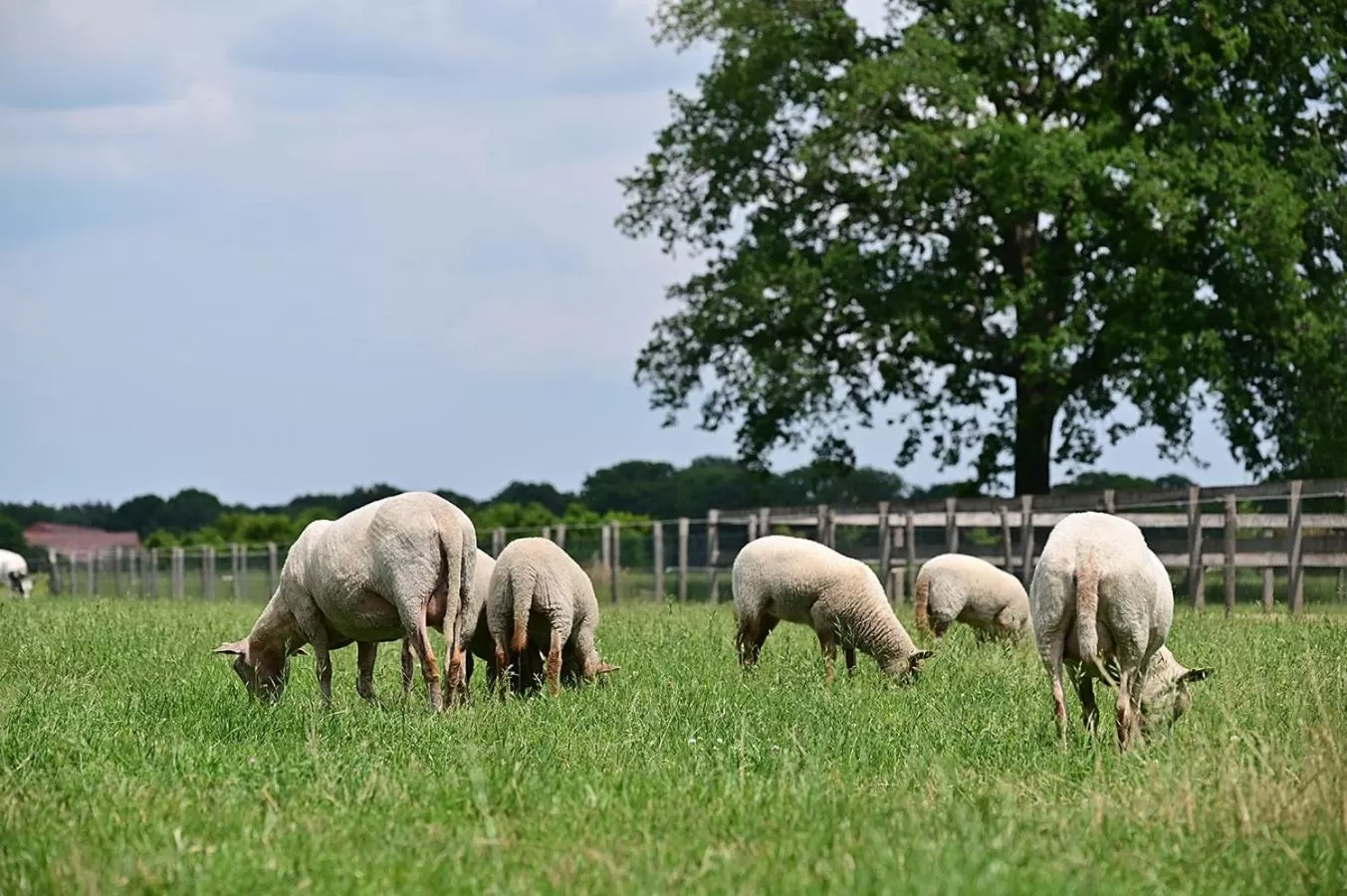De Lakenvelder B&B Eersel