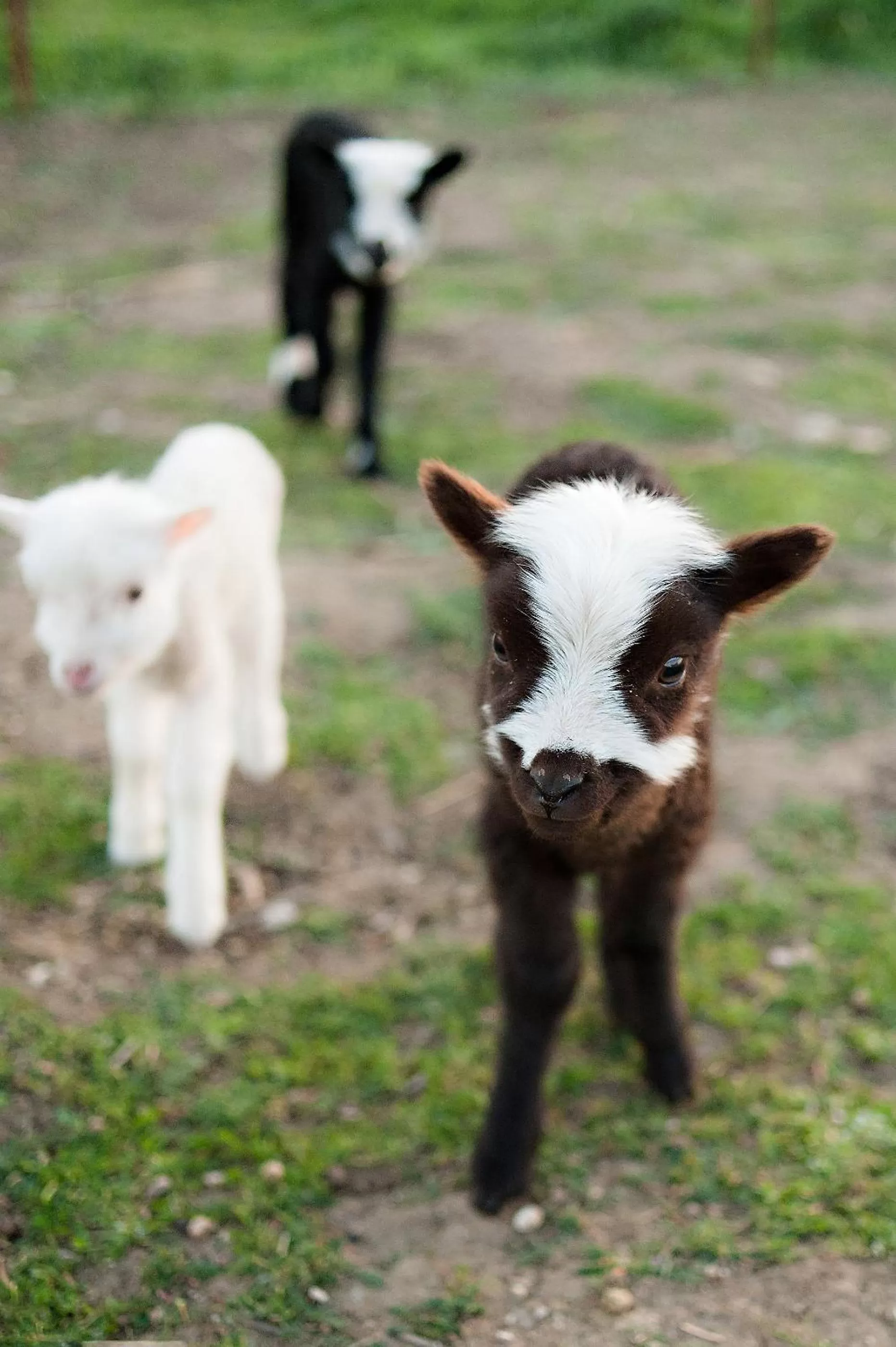 Other Animals in Rêves de Moutons