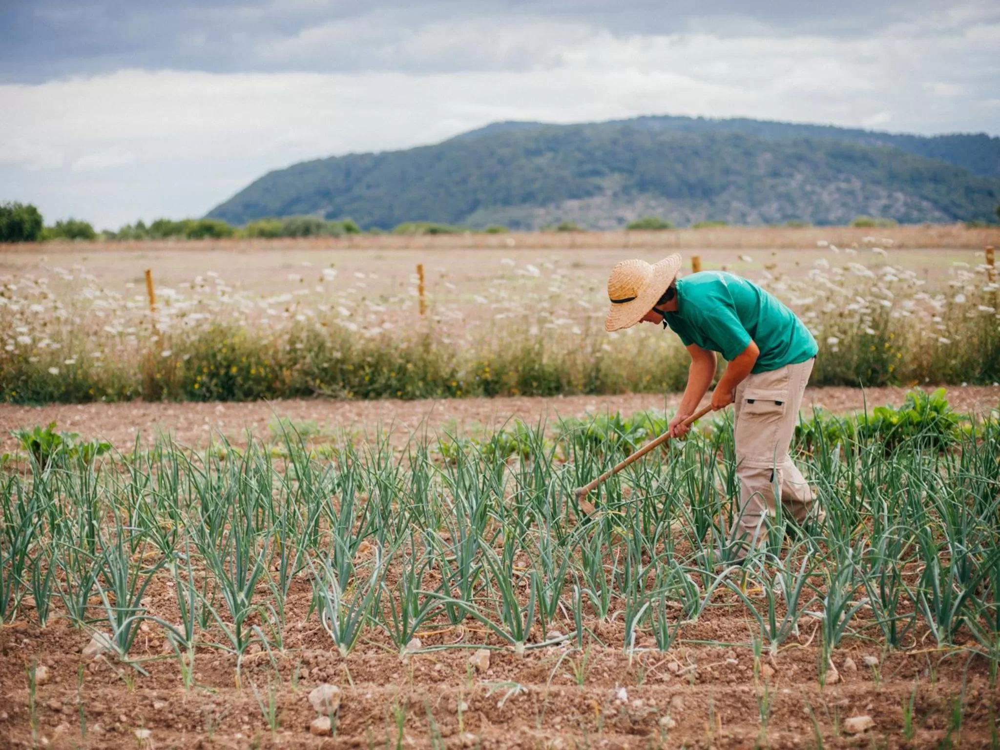 Garden in Monnàber Vell