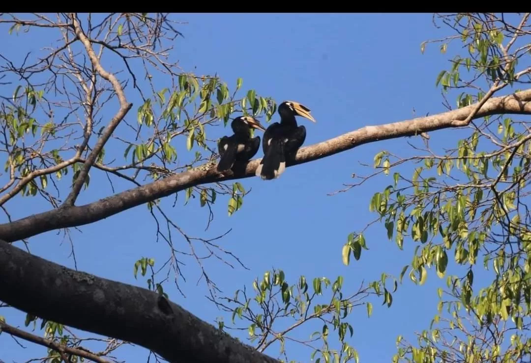 Pakchong hostel & wildlife tour