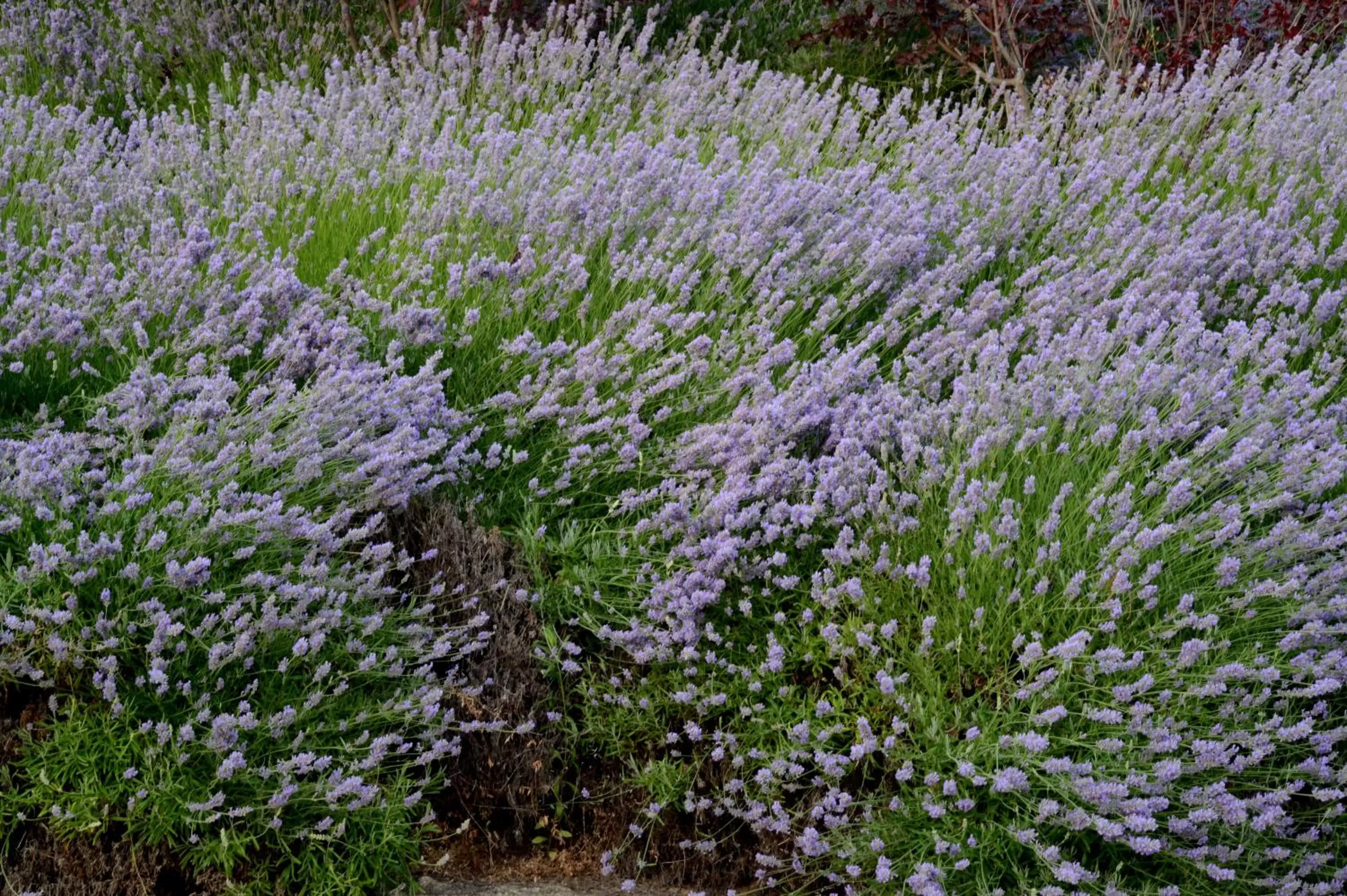 Garden in Hotel Cigarral el Bosque
