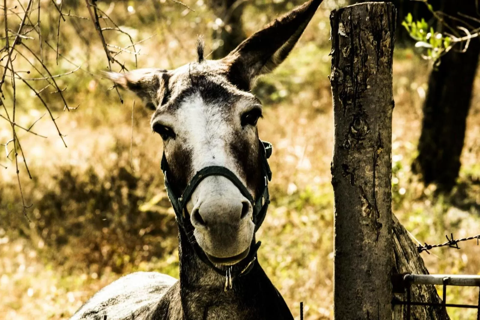 Animals in Montanari Agrivillage