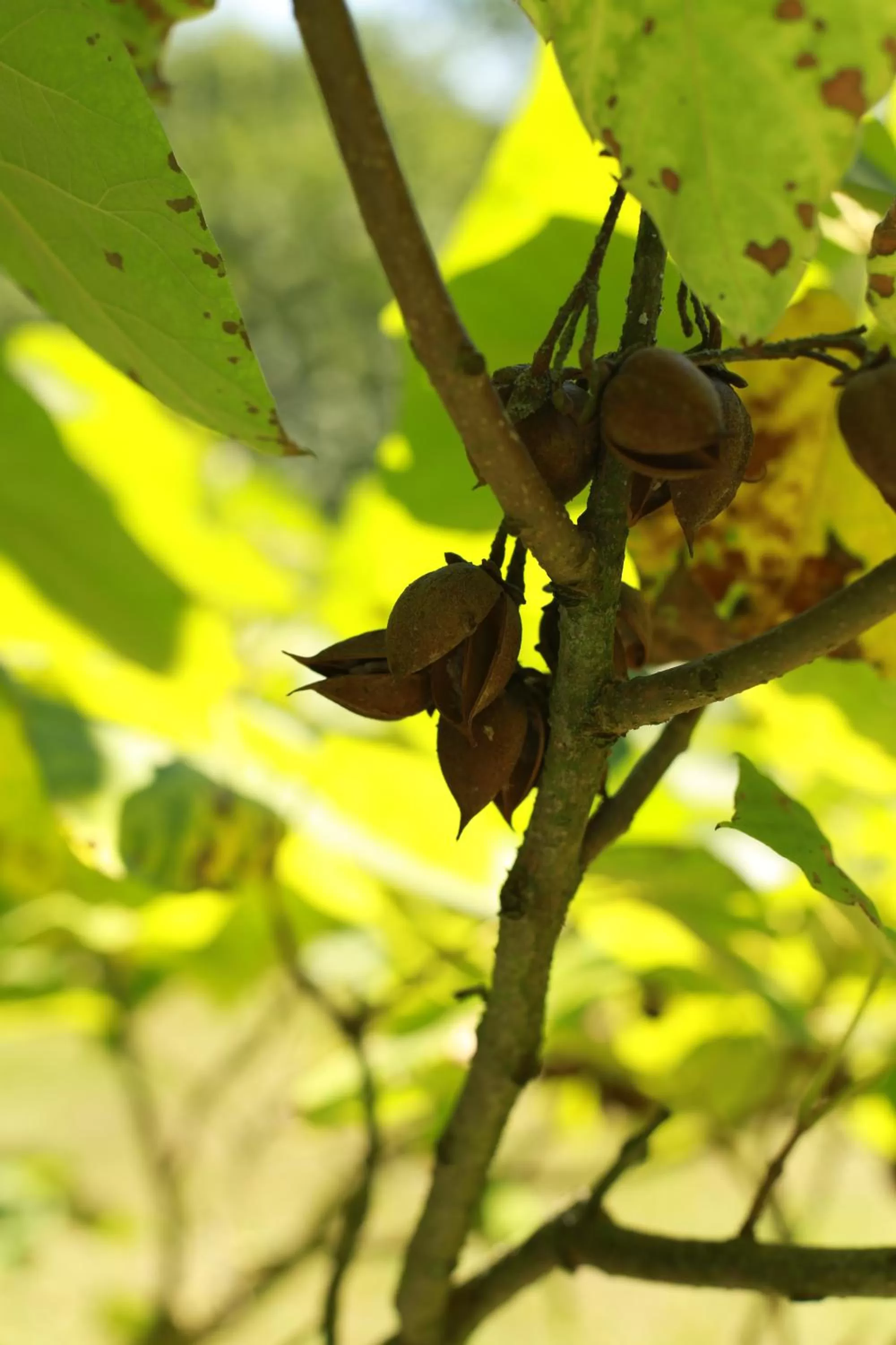 Property building in Les Rêves de Flamboin