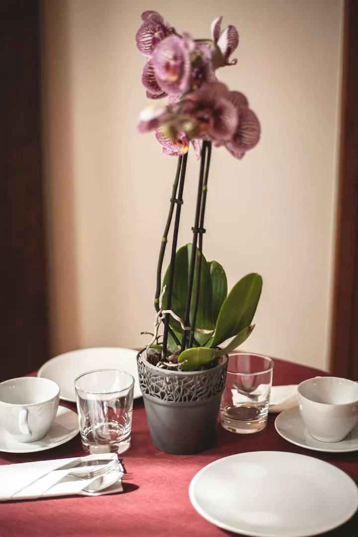 Breakfast, Restaurant/Places to Eat in Posada Cicero