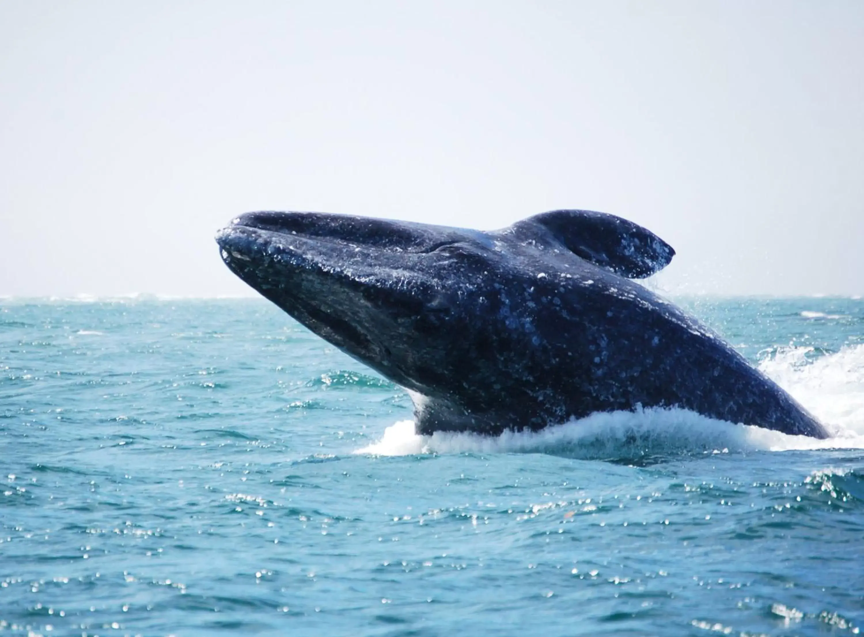 Beach, Other Animals in Loreto Bay Golf Resort & Spa at Baja