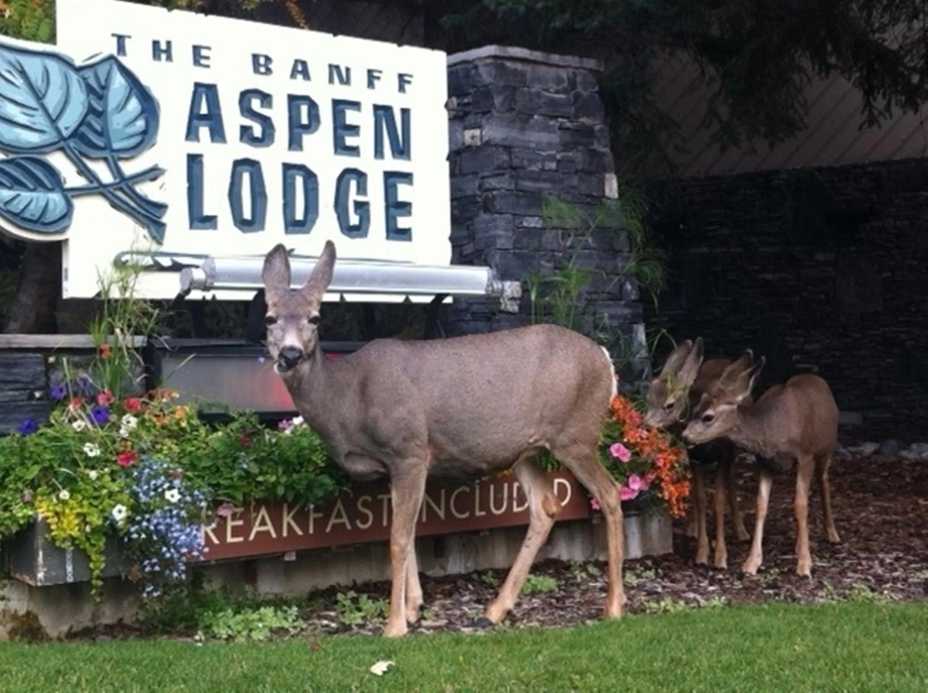 Facade/entrance in Banff Aspen Lodge
