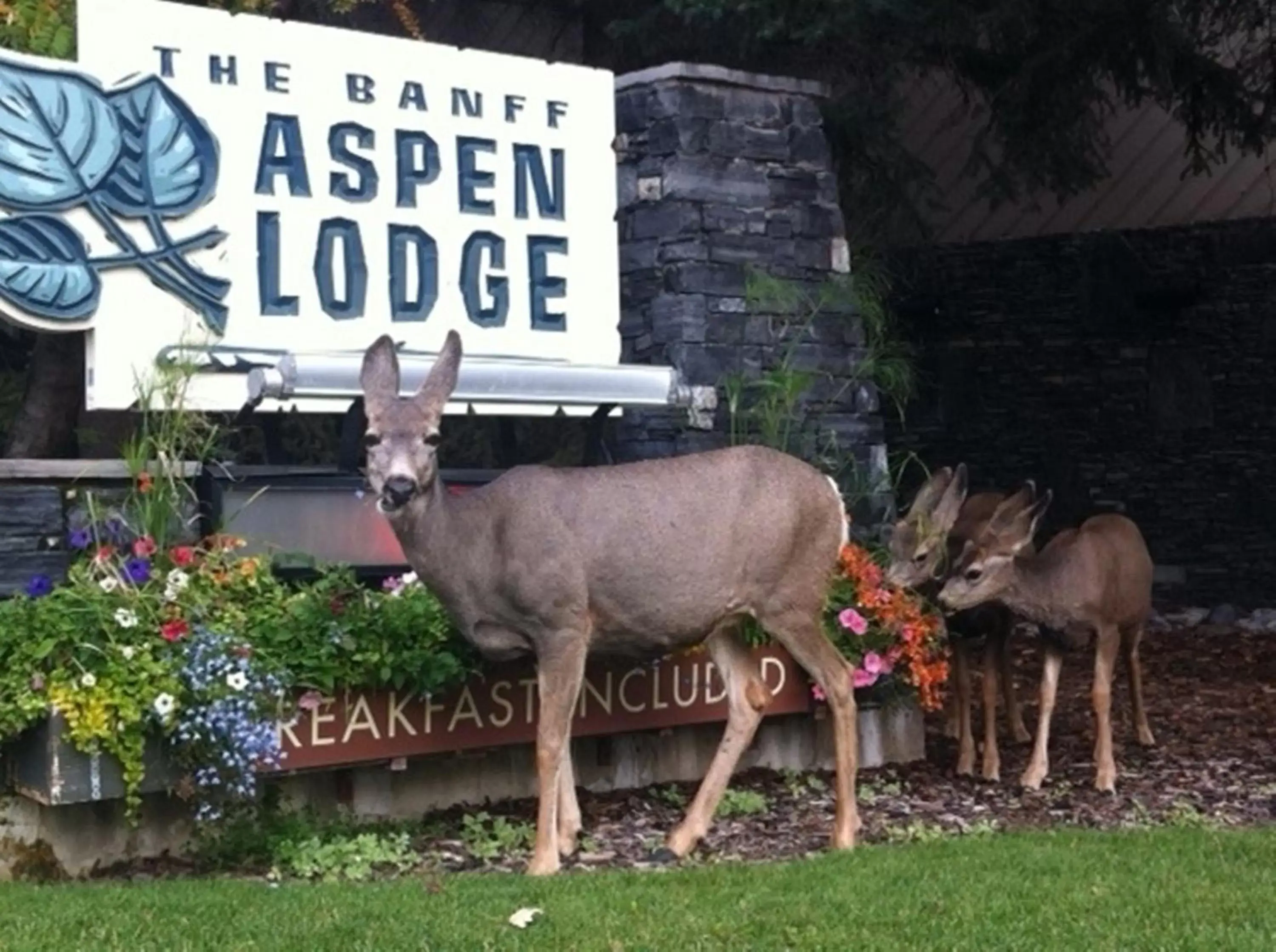 Facade/entrance, Other Animals in Banff Aspen Lodge