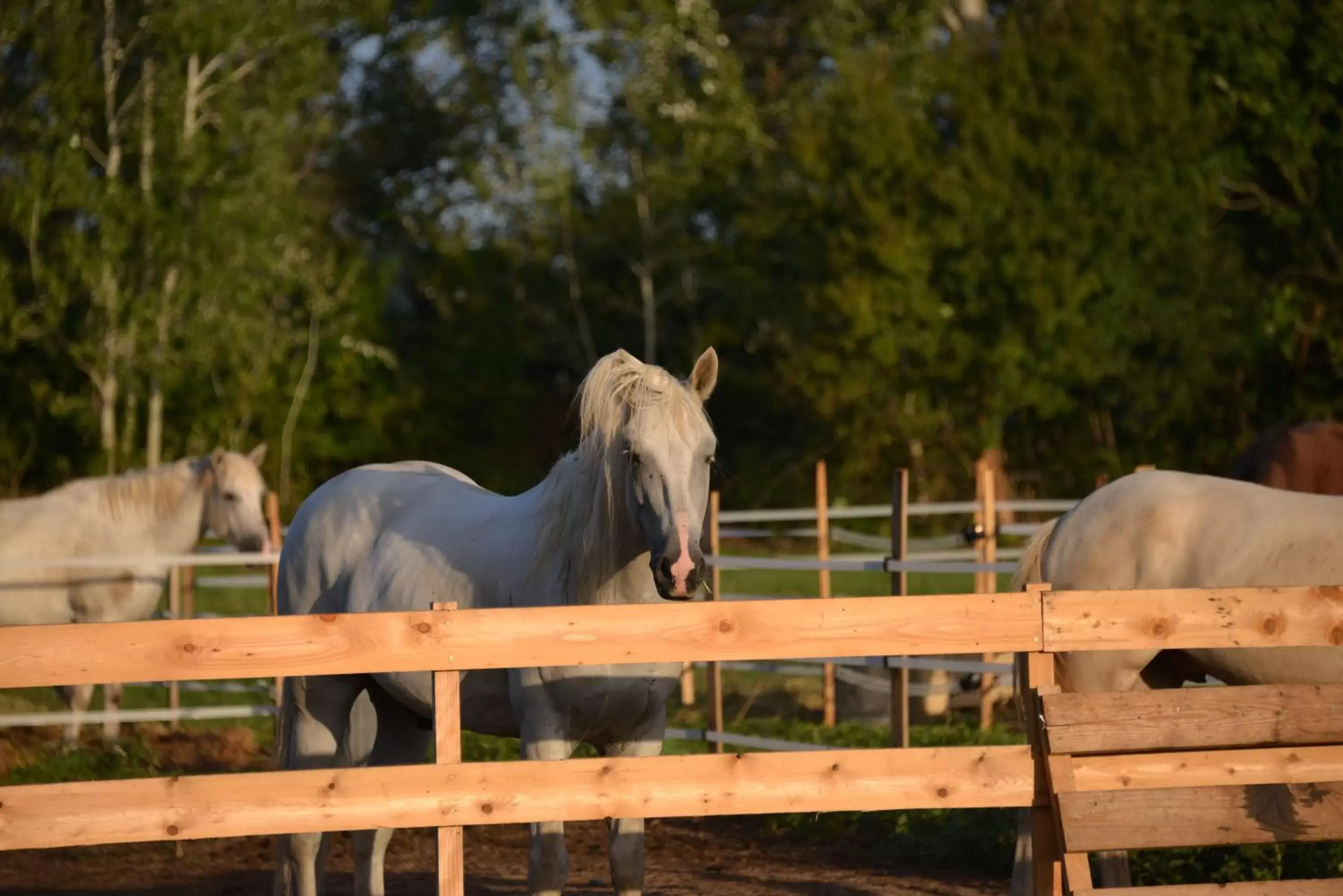 Other Animals in Mas d'Auzières