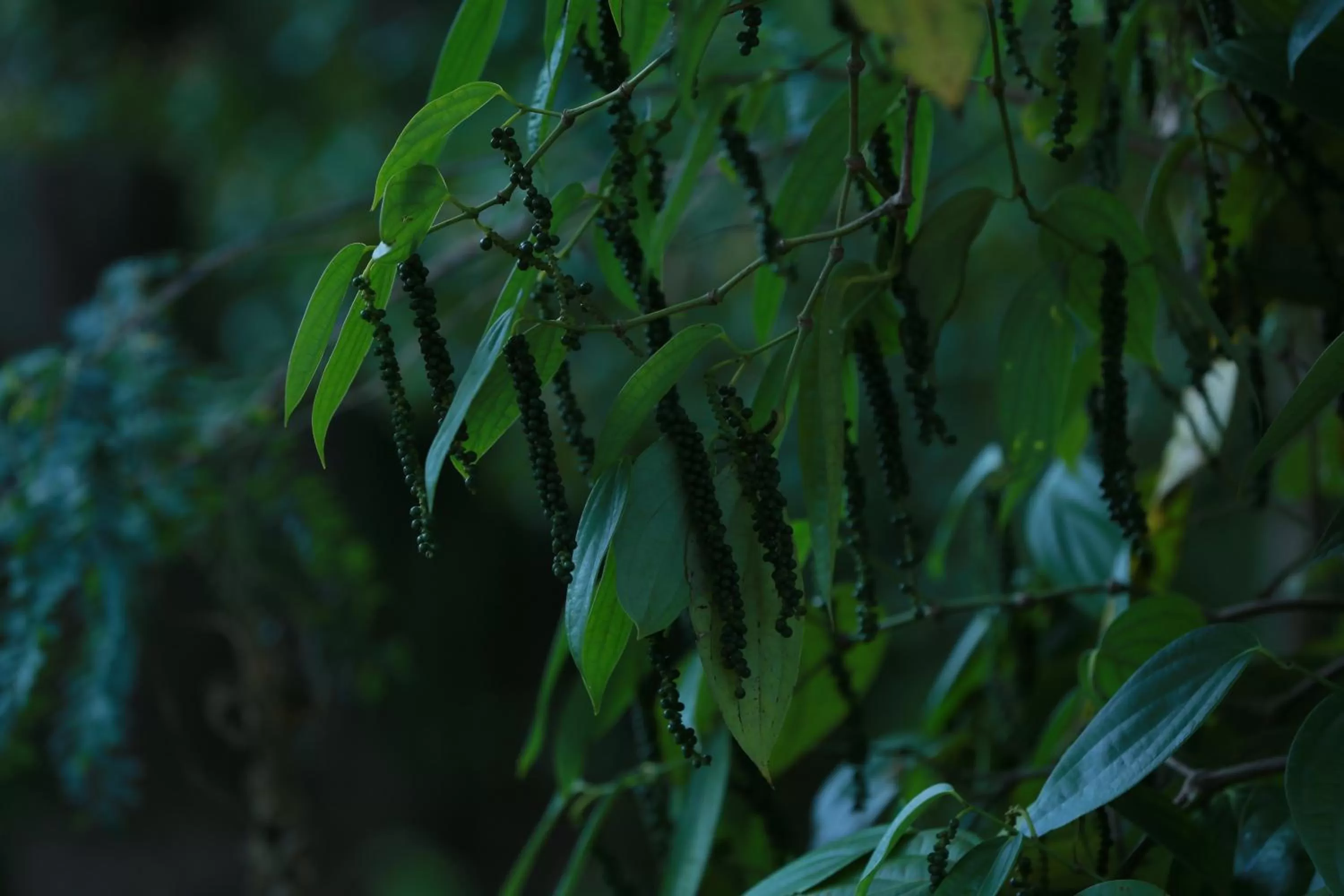 Garden in Ella Planters Bungalow