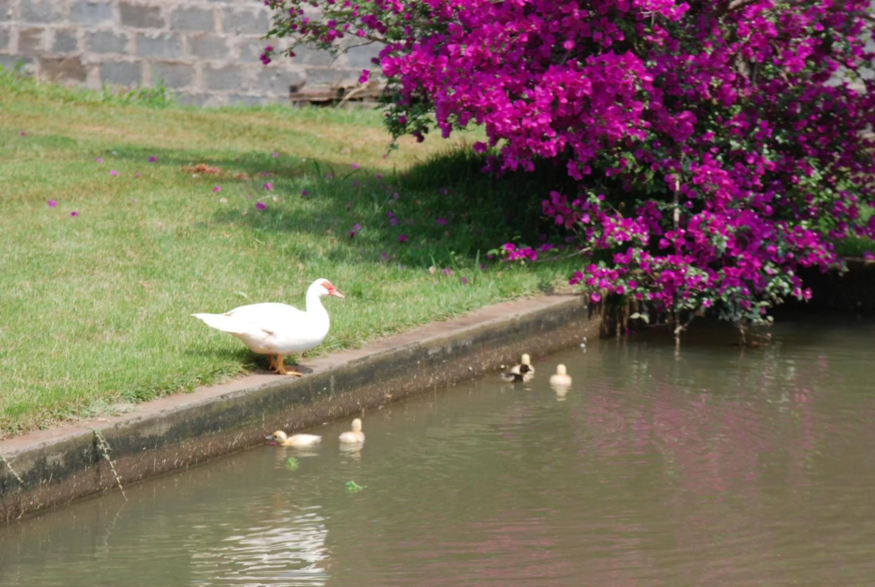 Animals, Other Animals in Repouso do Tchê