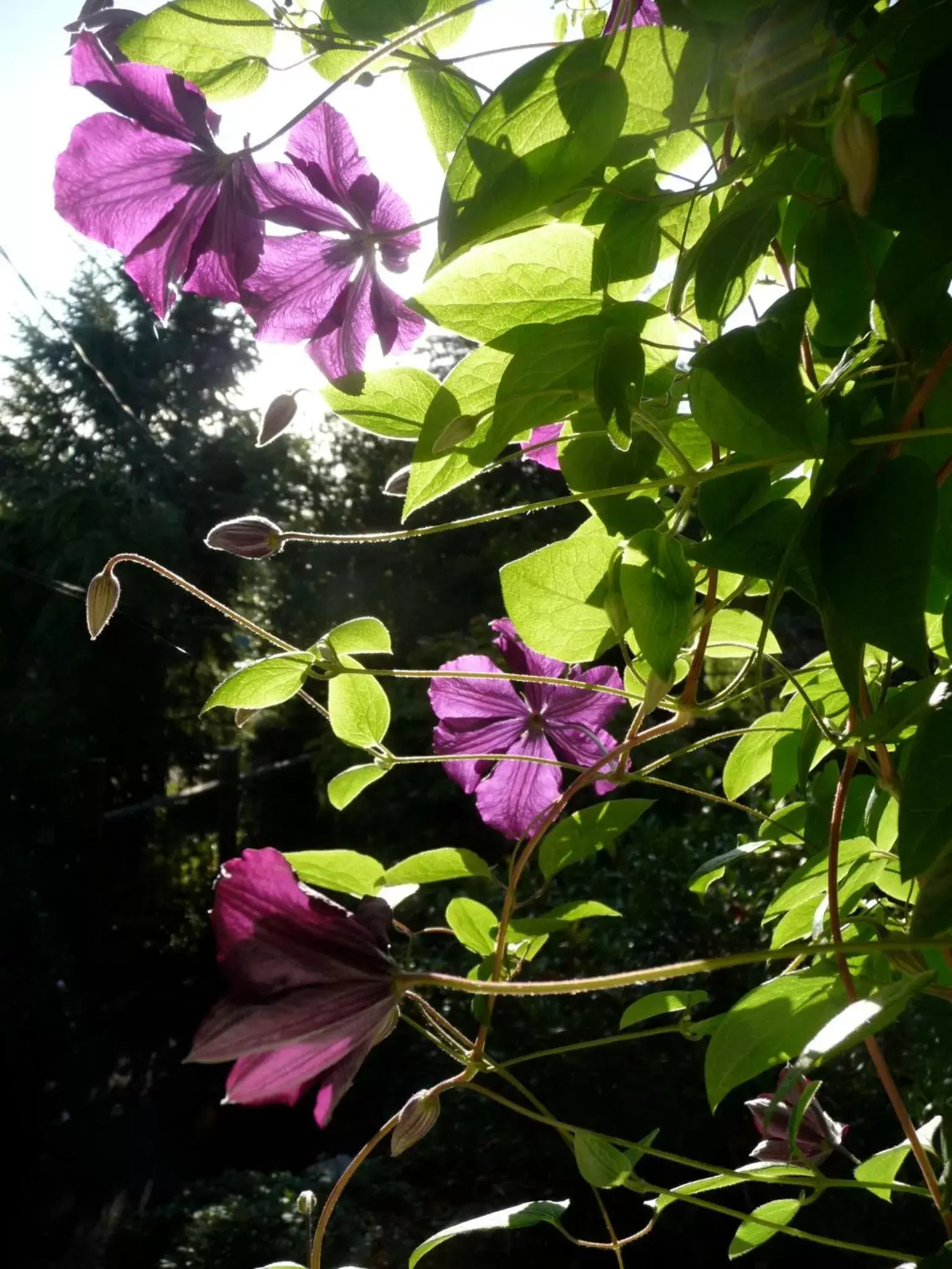 Natural landscape, Garden in Magnolia Petal