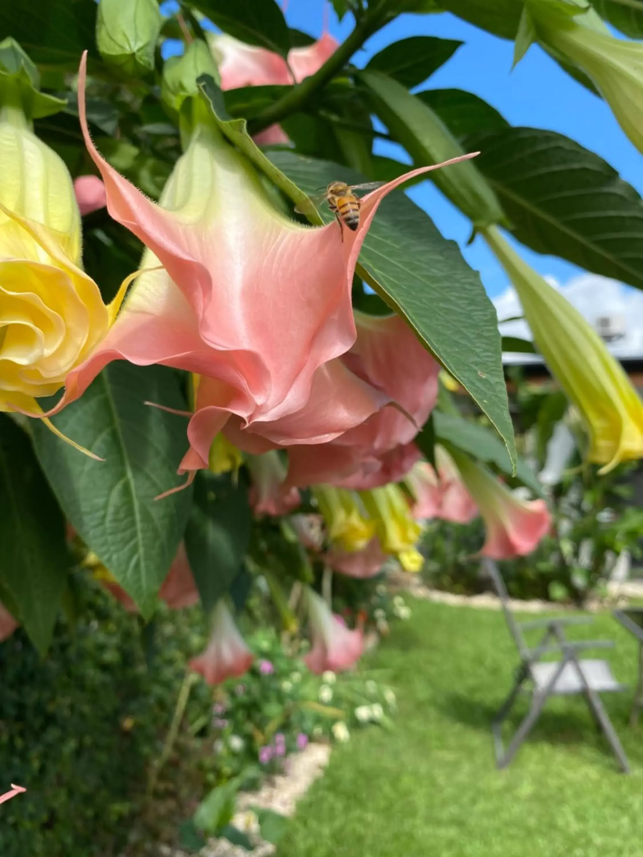 Garden in Berlor Airport Inn