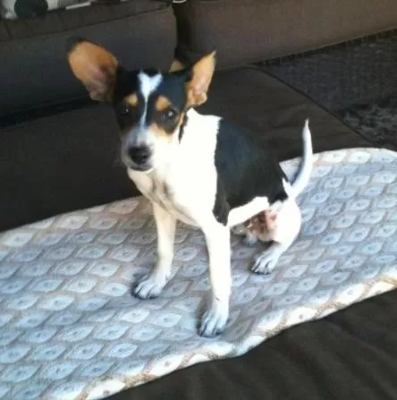 Pets in Ochenta Y Dos Bed & Breakfast & Spa