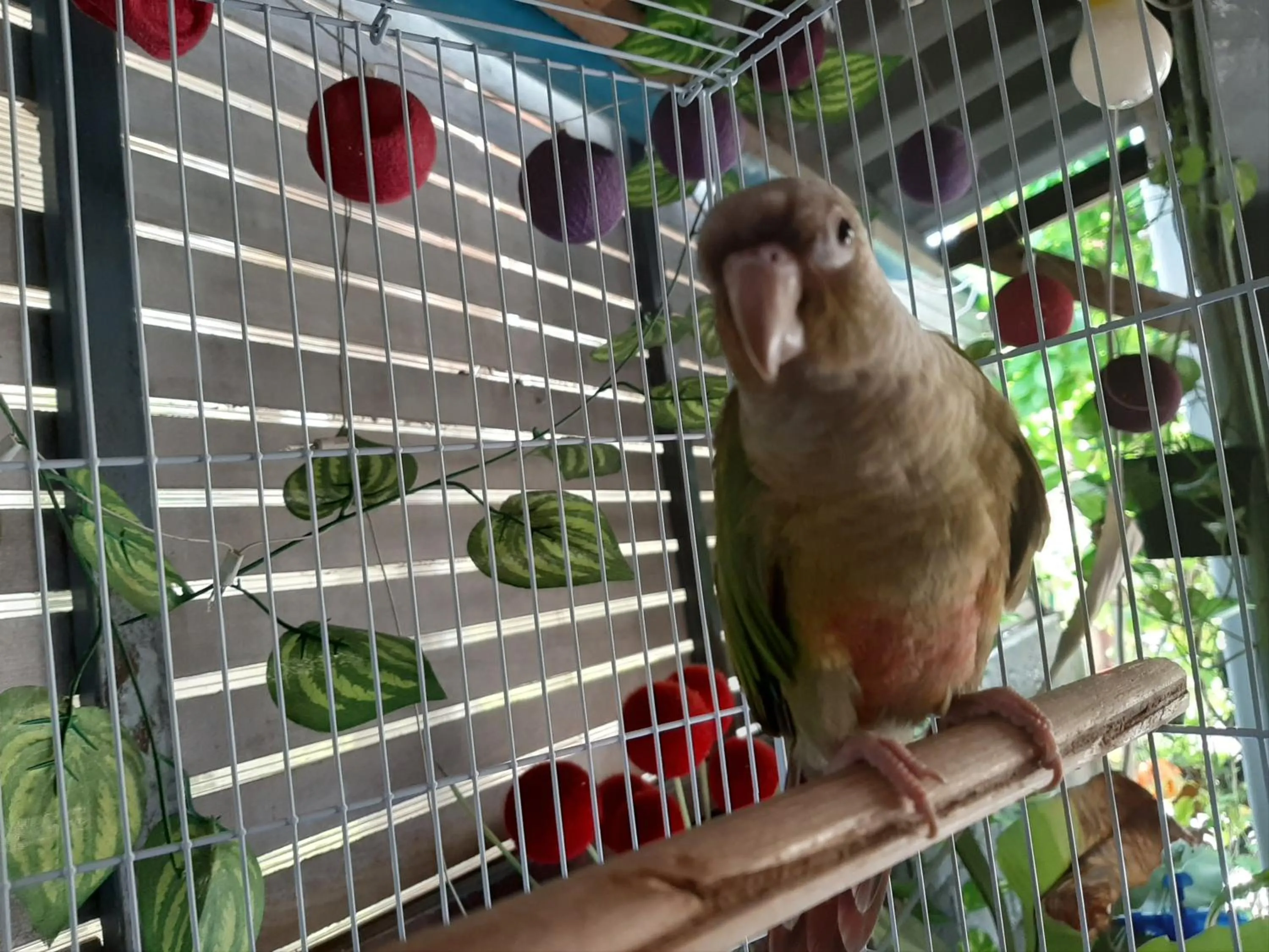 Animals in Vanlisut Hotel Ngamwongwan