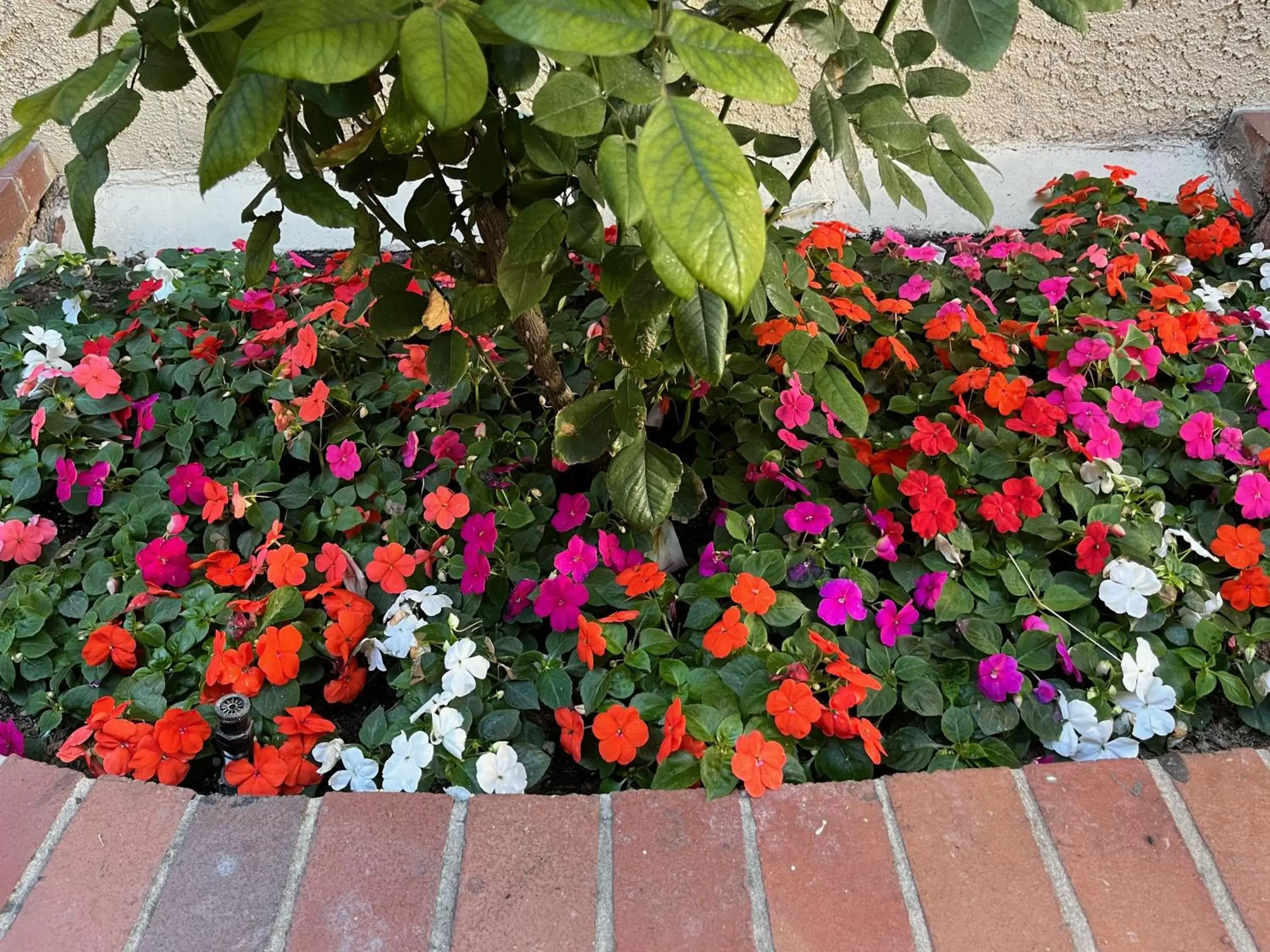 Garden in Laguna Inn and Suites