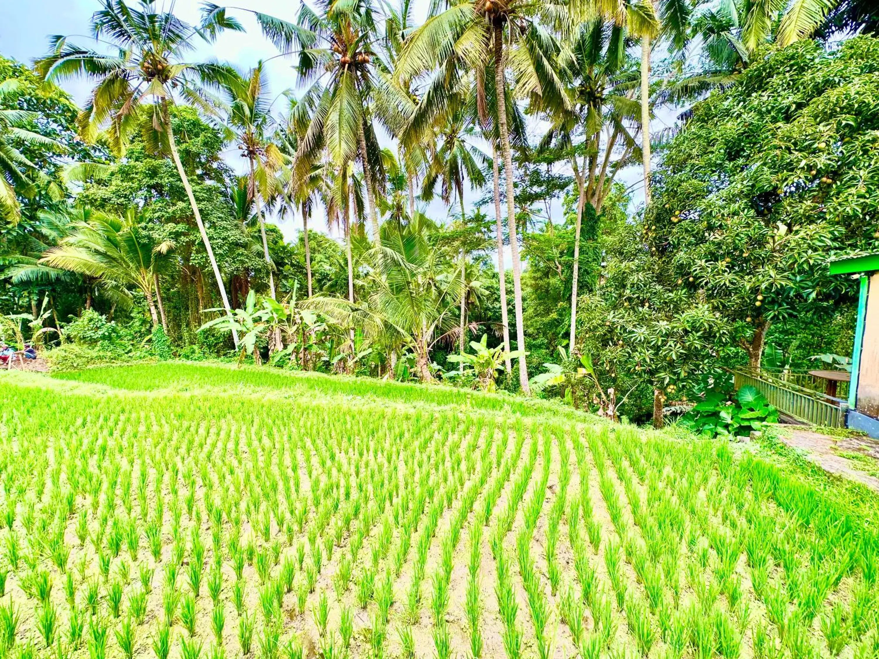 Property building in Dupa Ubud Villa