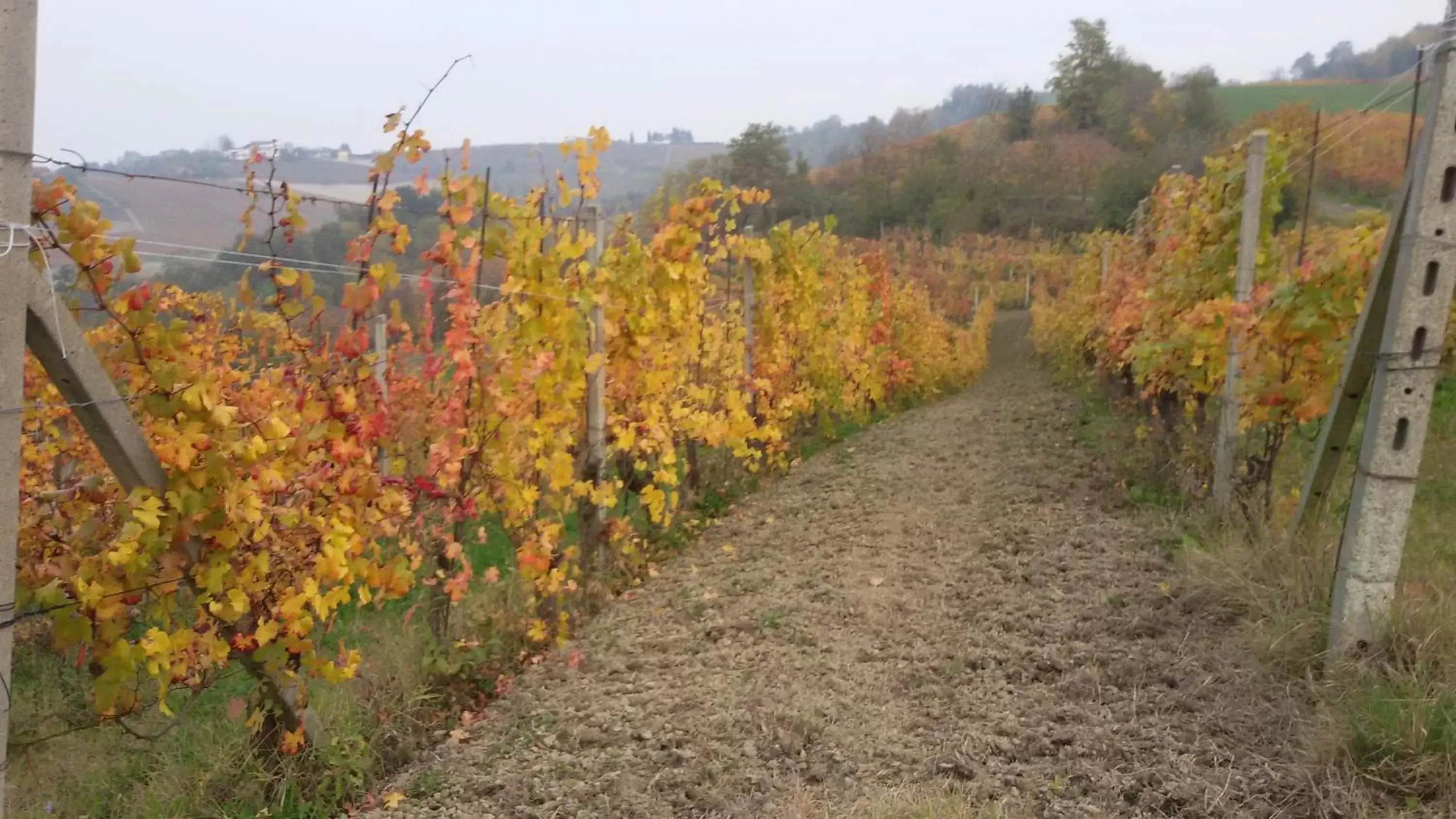 Autumn in Cascina Torello