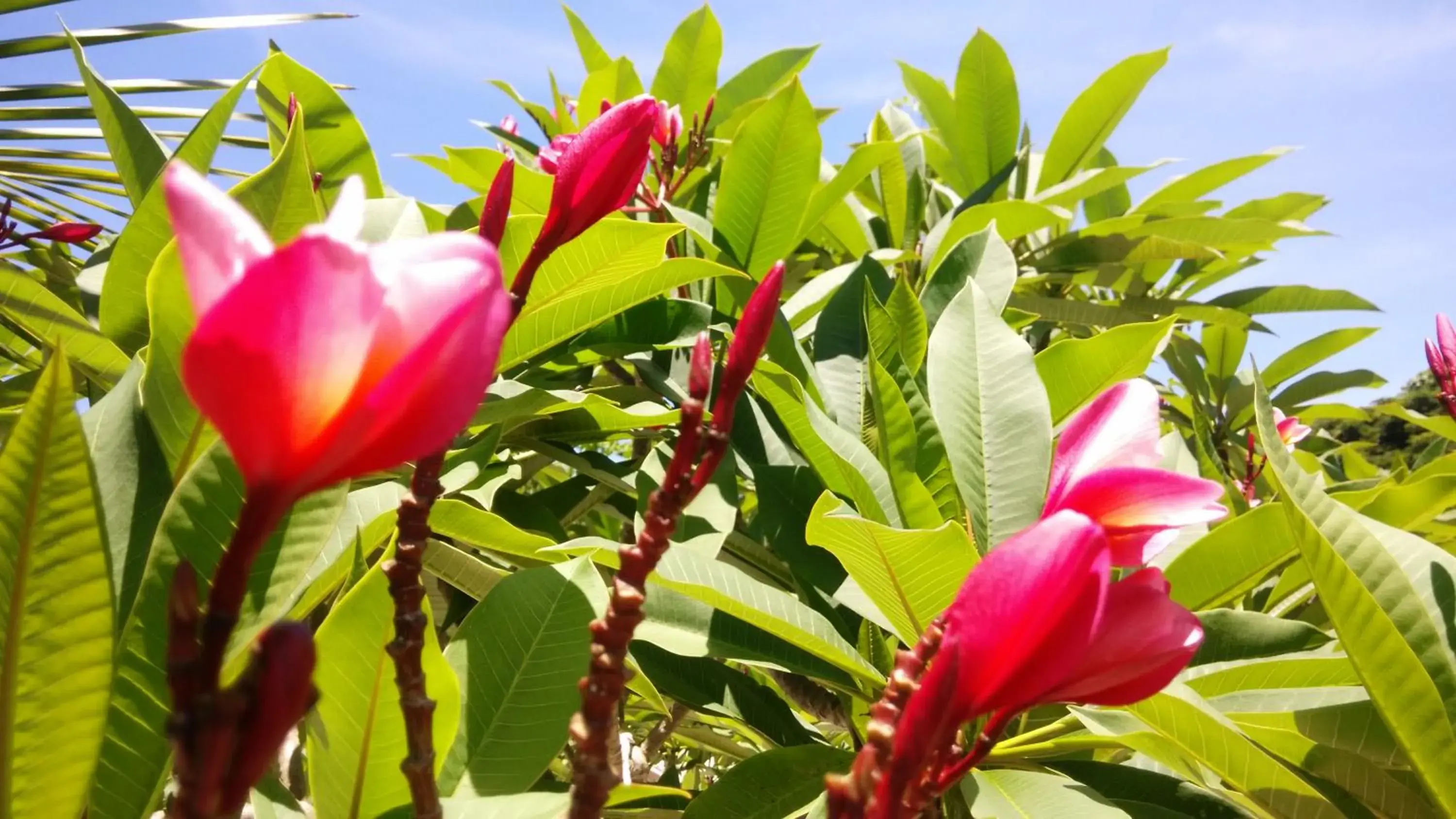 Garden in Villa Kalachuchi V.K