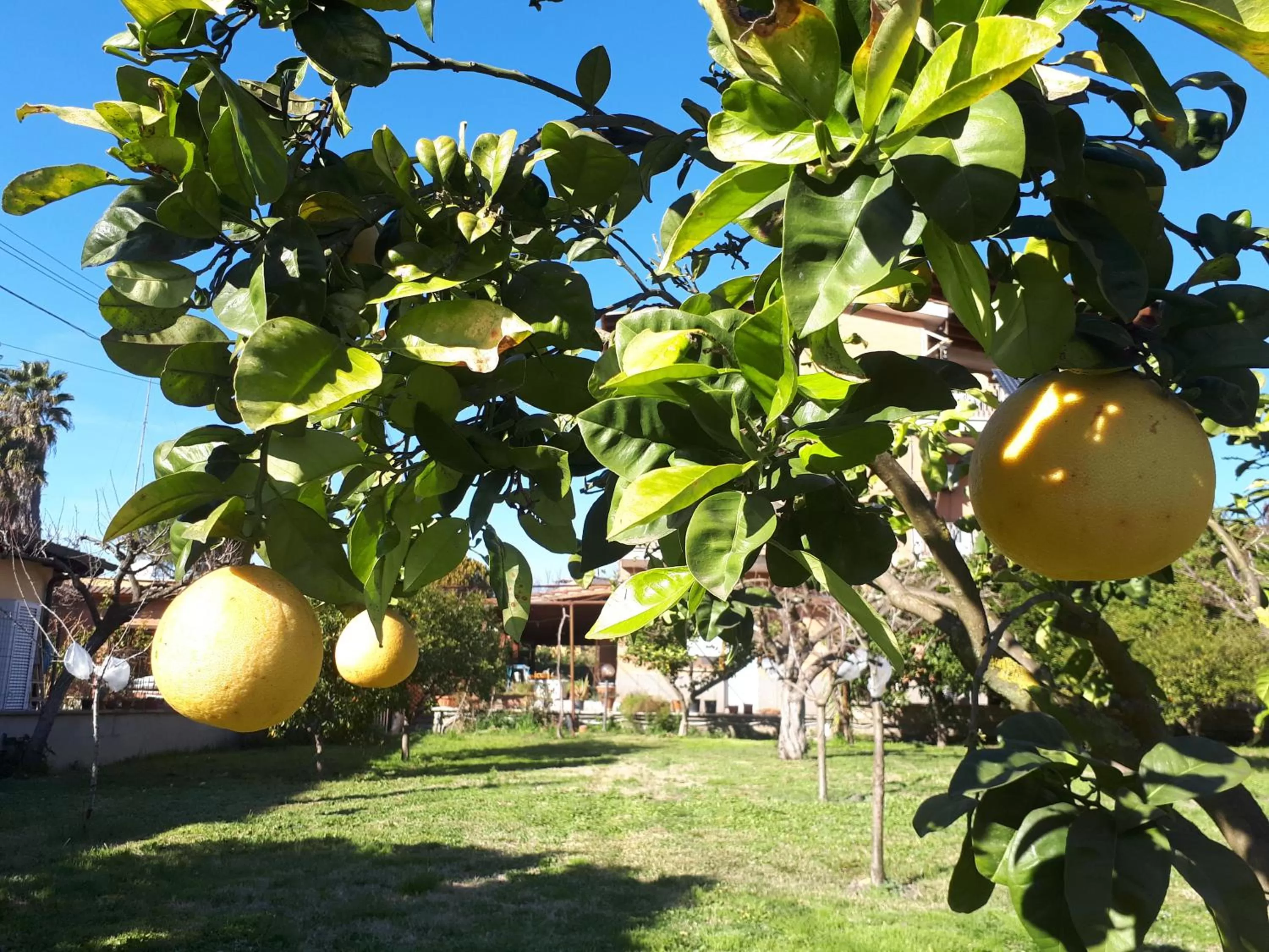 Garden in B&B Il Giardino di Gabri