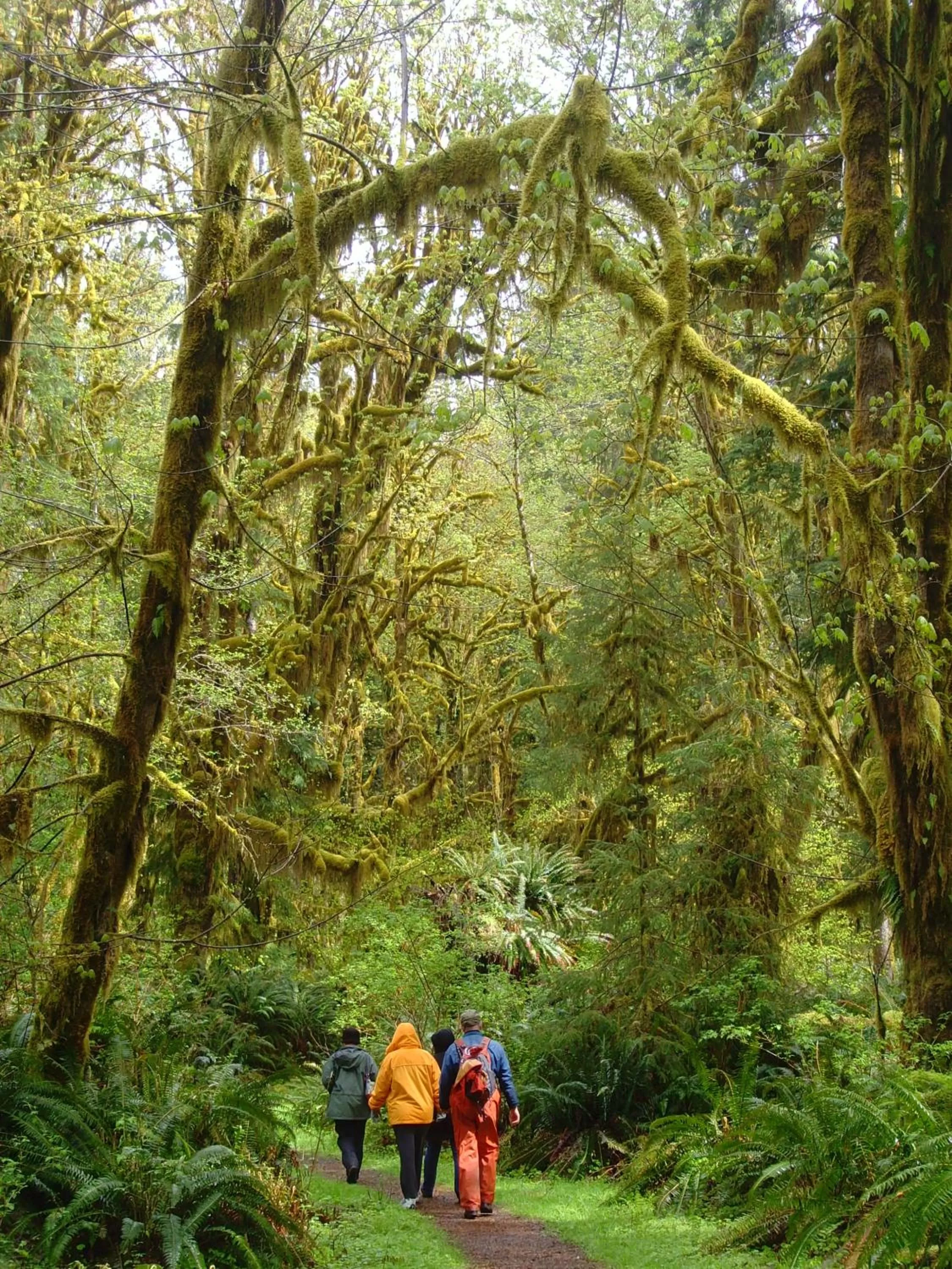 Hiking in Lake Quinault Lodge