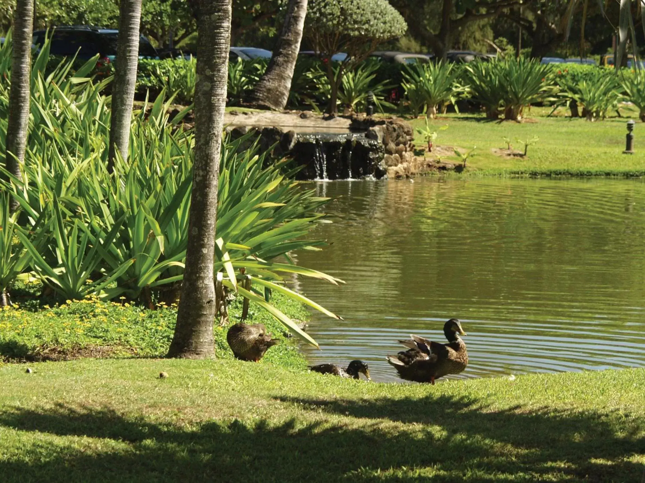 Natural landscape in Kauai Beach Villas