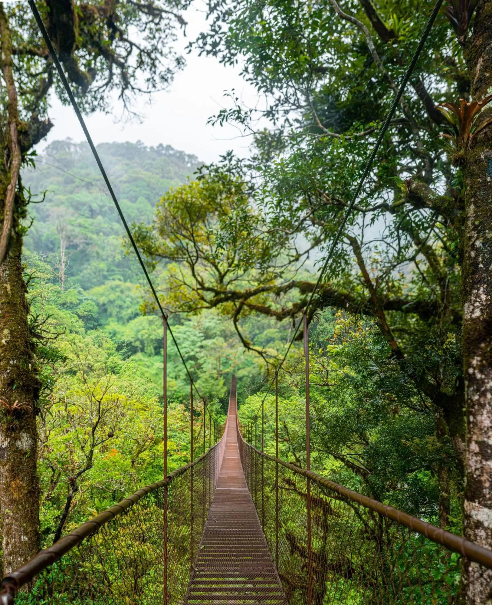 Activities in TREE TREK BOQUETE Adventure Park