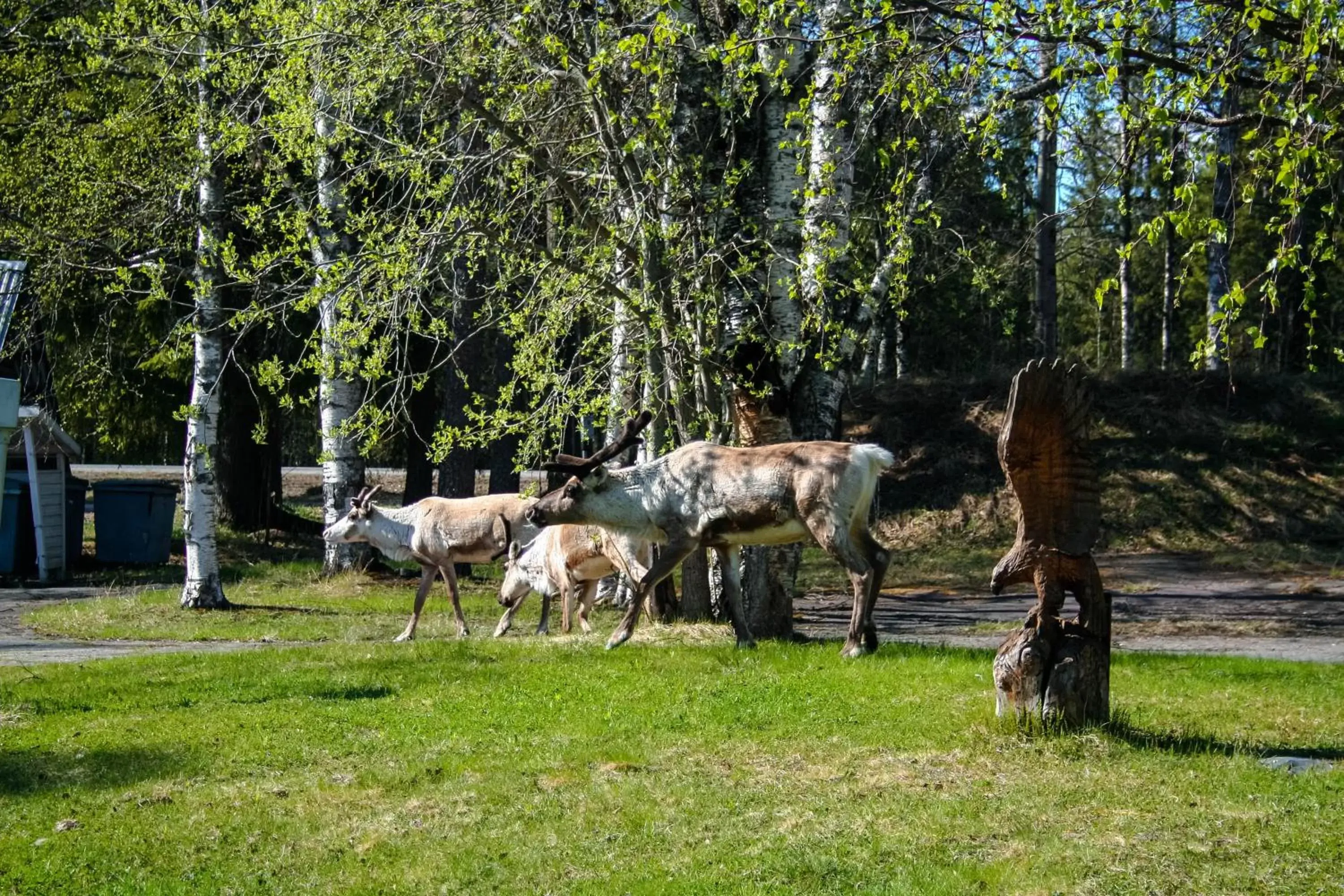 Animals, Other Animals in Motelli Rovaniemi