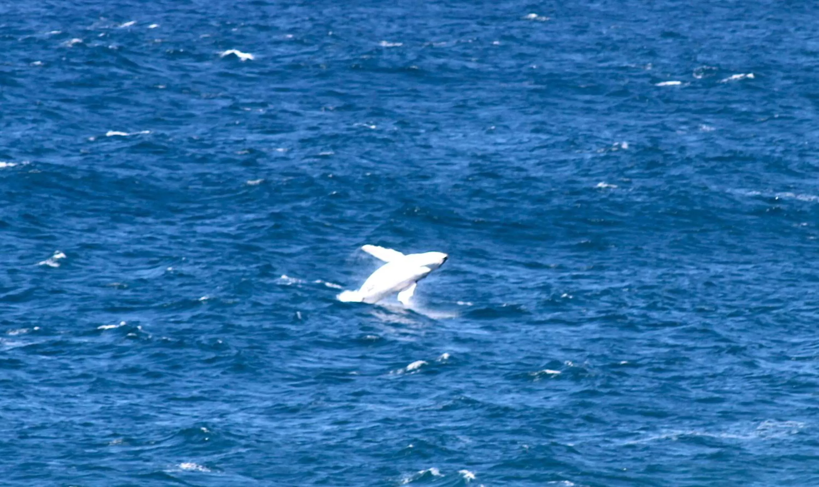 Sea view, Other Animals in Sea Whispers