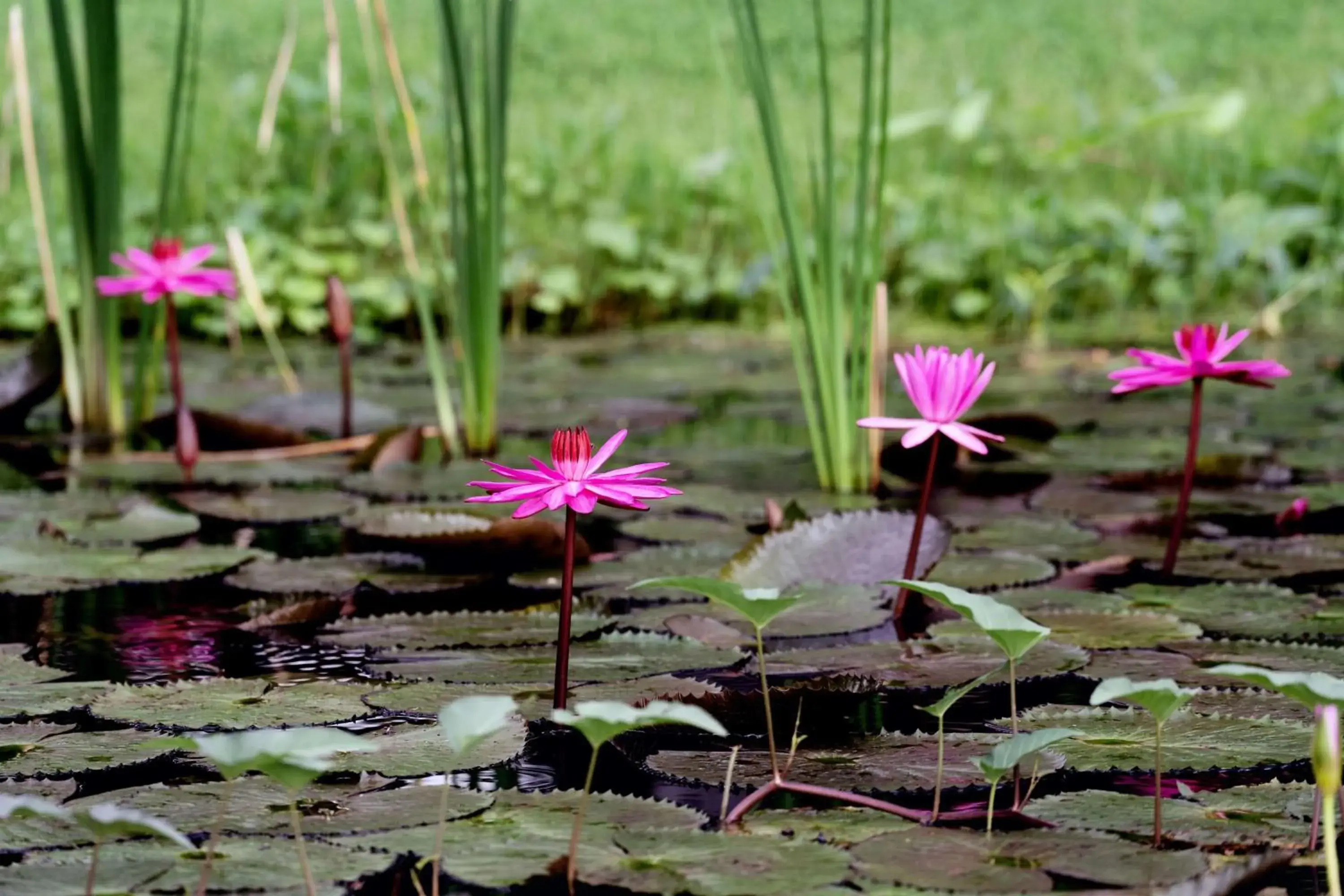 Lobby or reception in Wyndham Hua Hin Pranburi Resort & Villas Lobby or reception in Wyndham Hua Hin Pranburi Resort & Villas