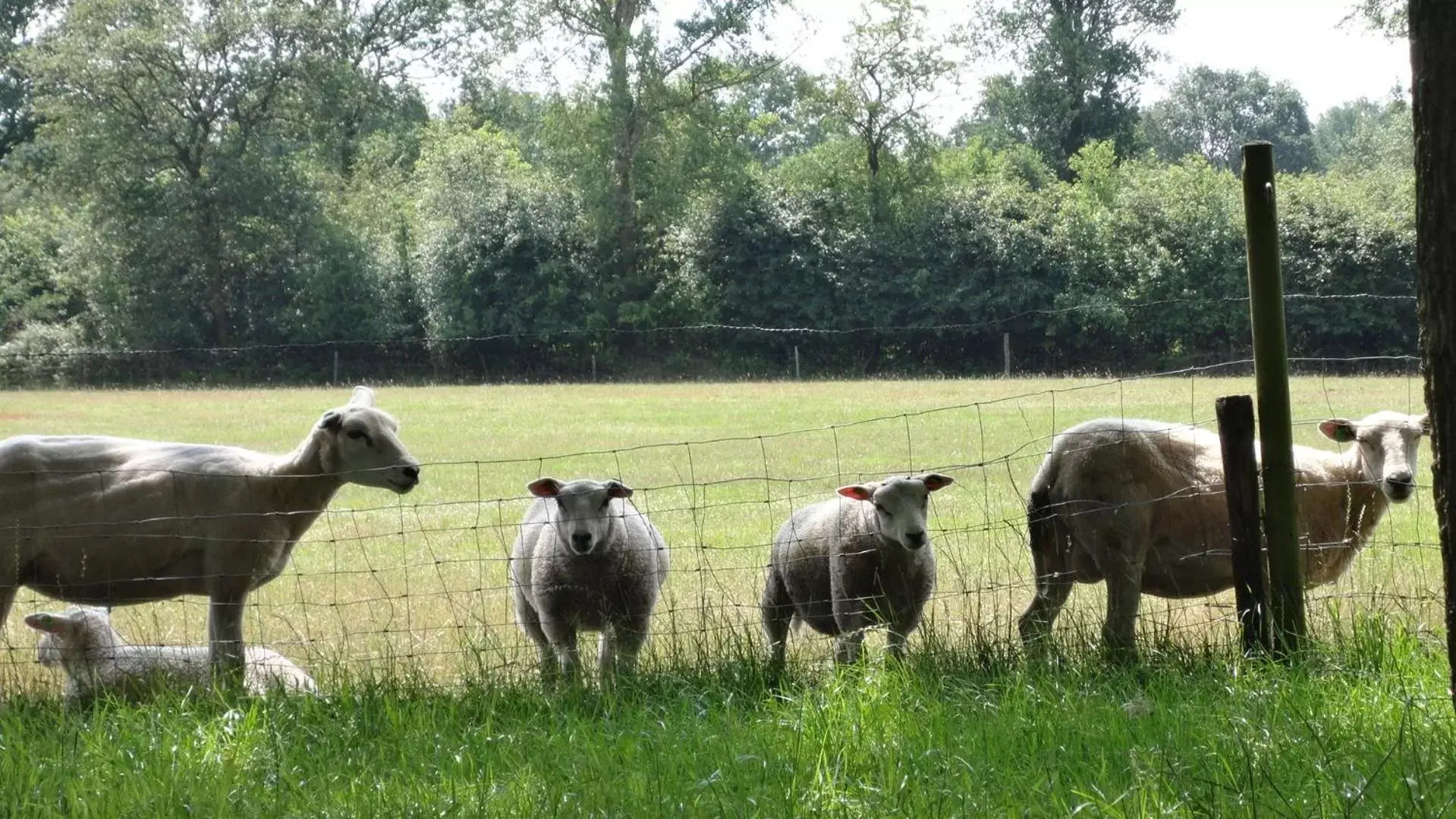 View (from property/room), Other Animals in Landhotel Diever