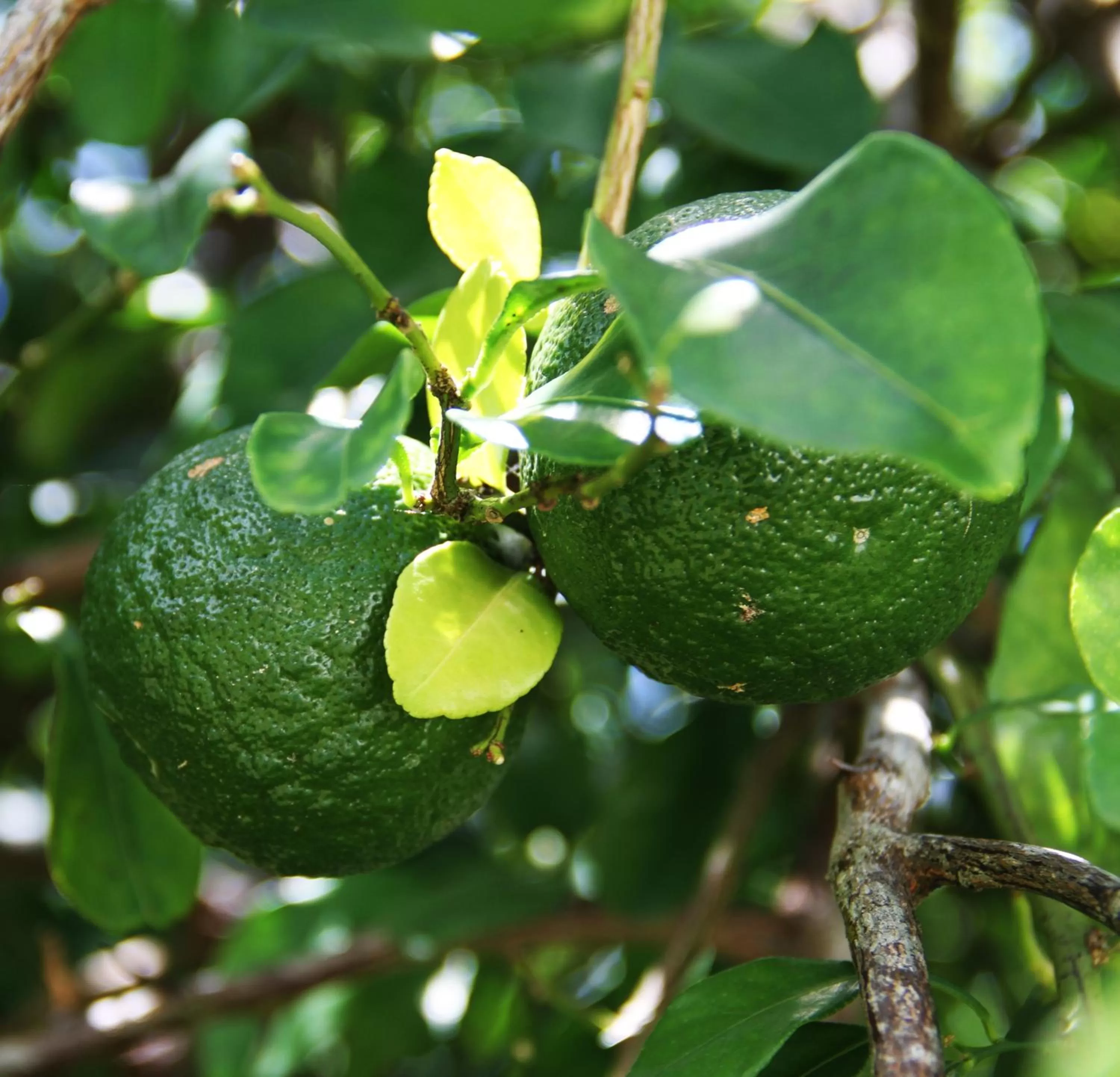 Garden in Daniella's Bungalows
