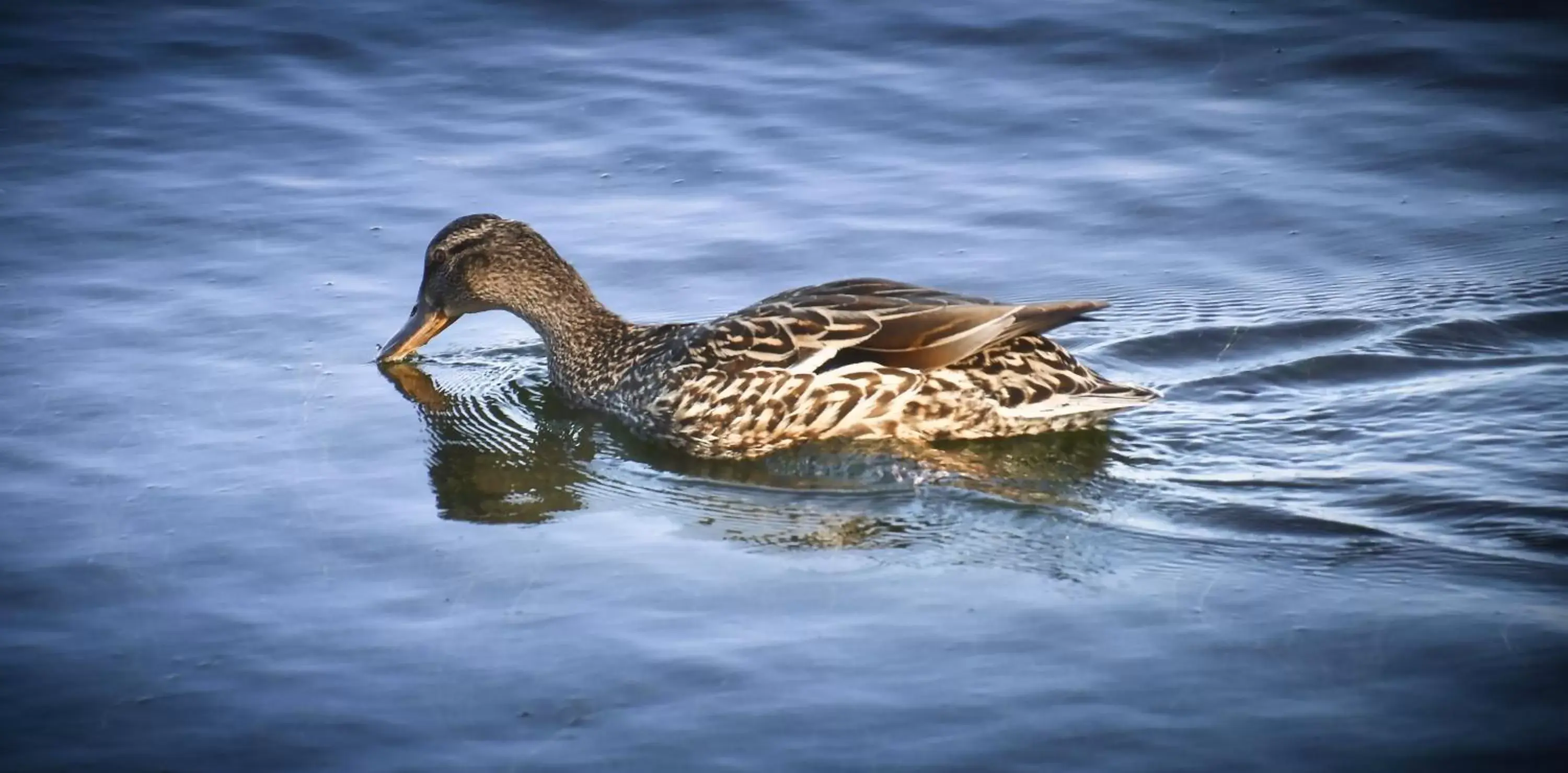 Other Animals in Dewar's Inn and Cottages