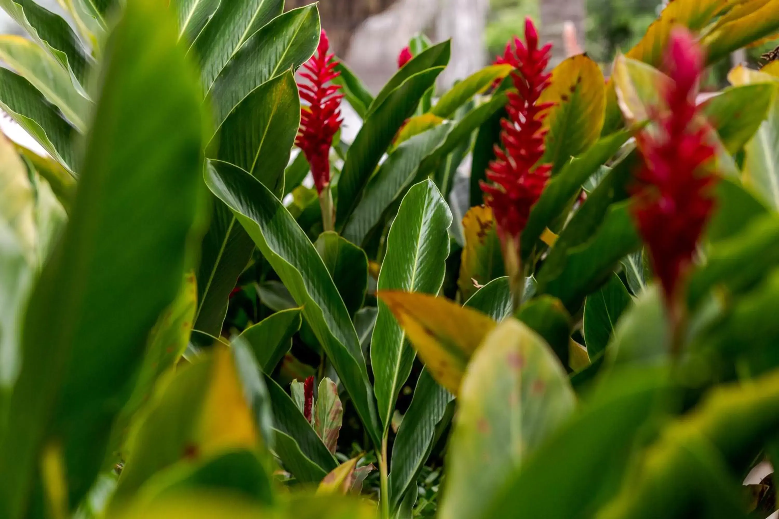 Garden view in Hotel Manantial Melgar