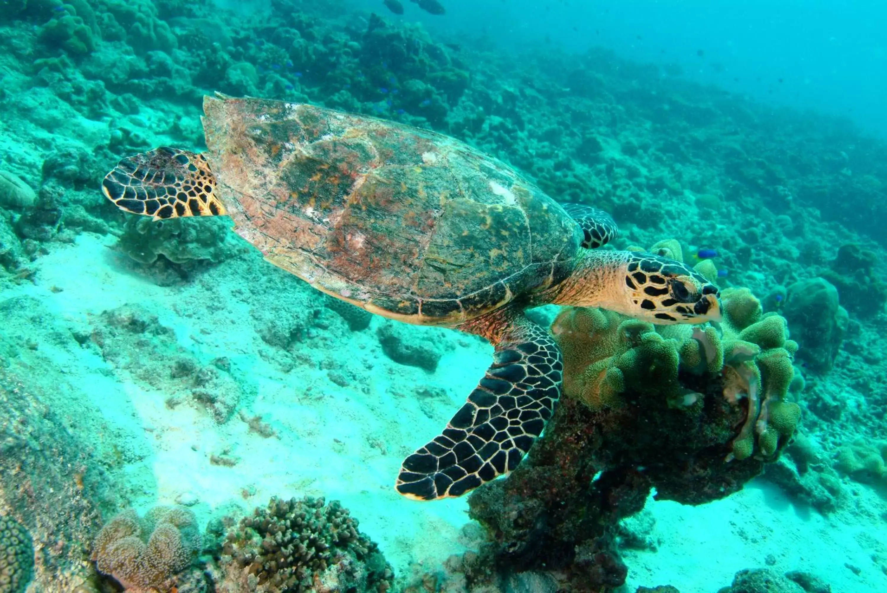 Snorkeling, Other Animals in Savoy Seychelles Resort & Spa