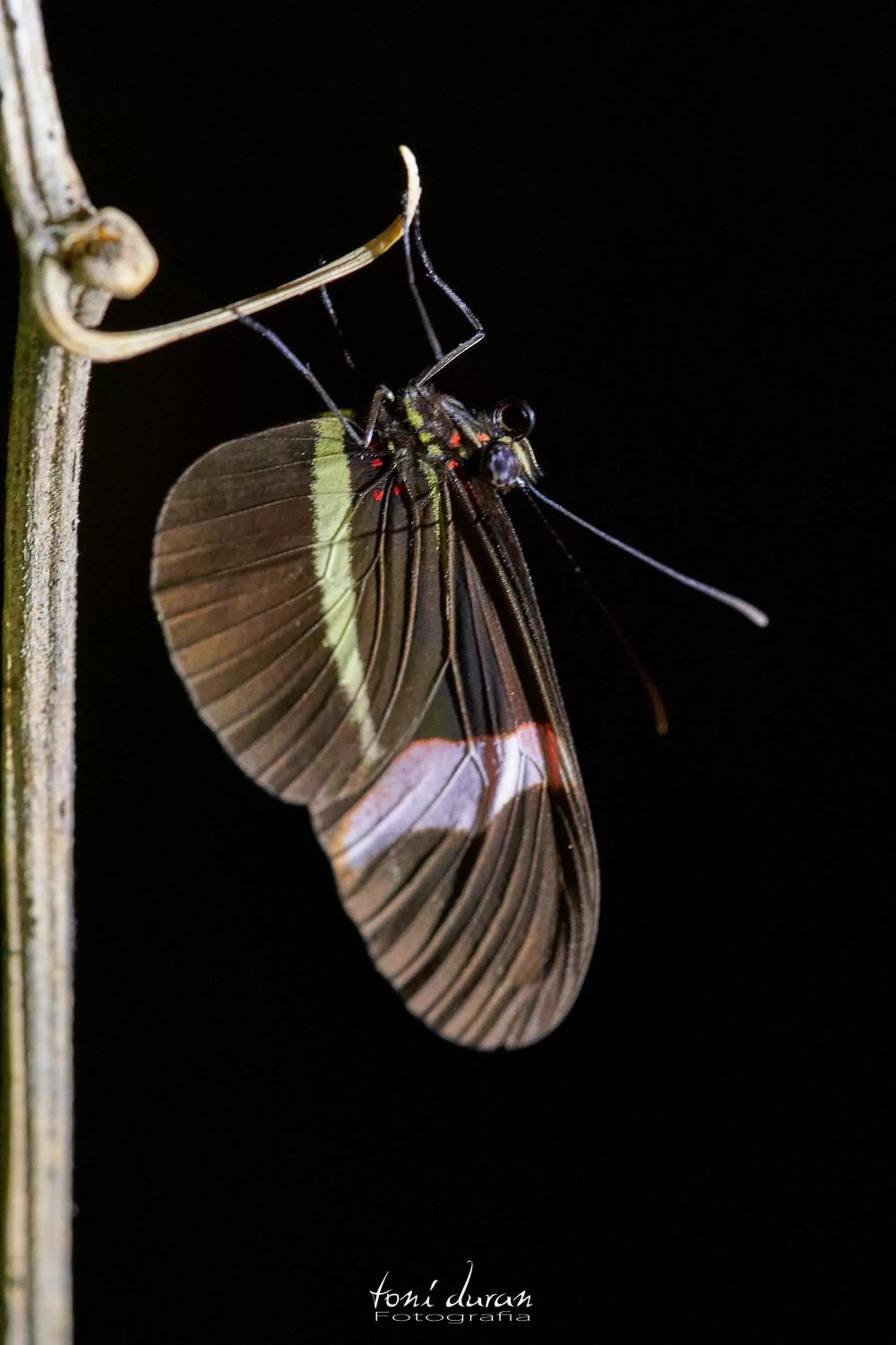 Birds & Breakfast Costa Rica