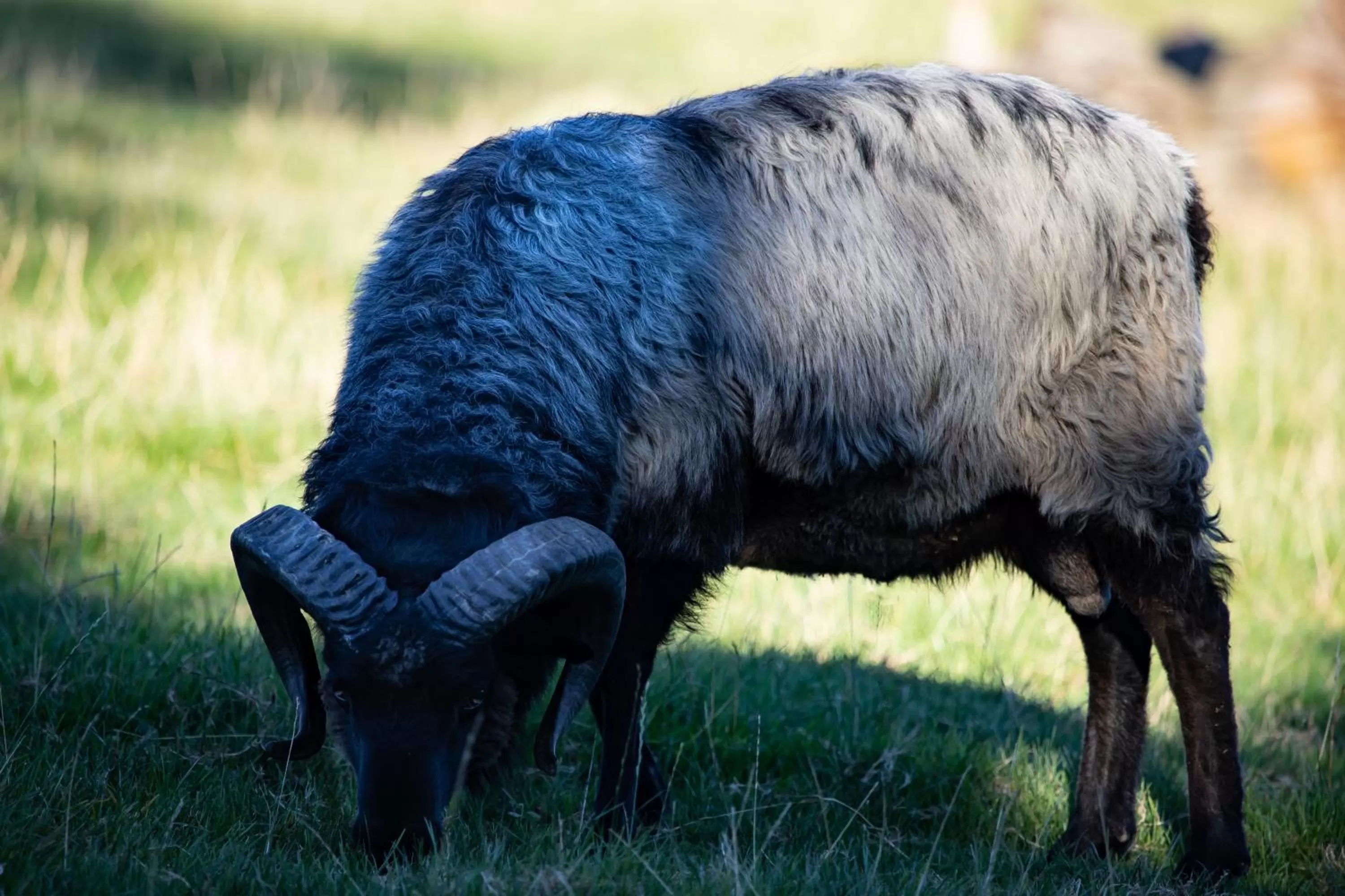 Animals in Bodensee-Hotel Sonnenhof